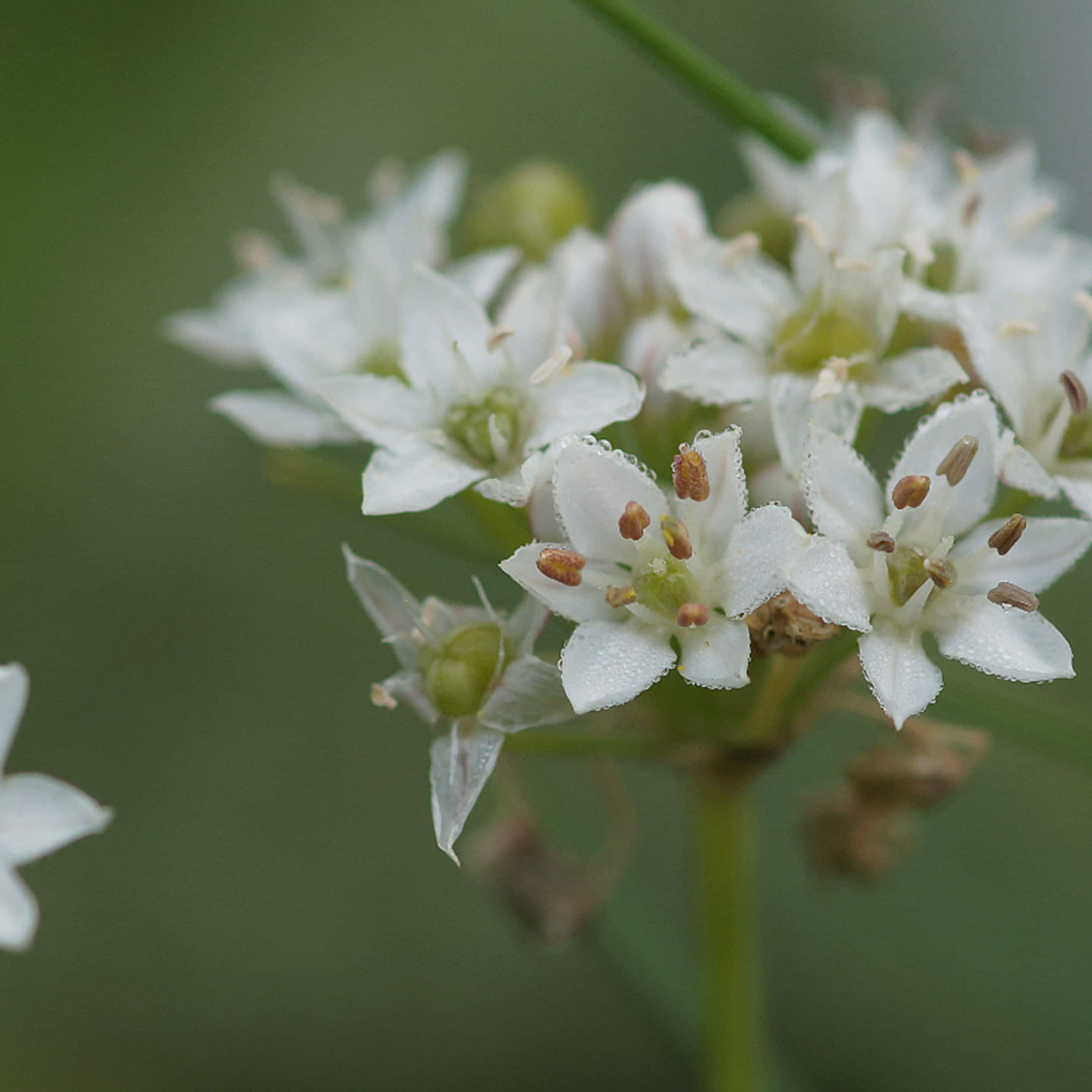 Allium tuberosum - Schnittknoblauch