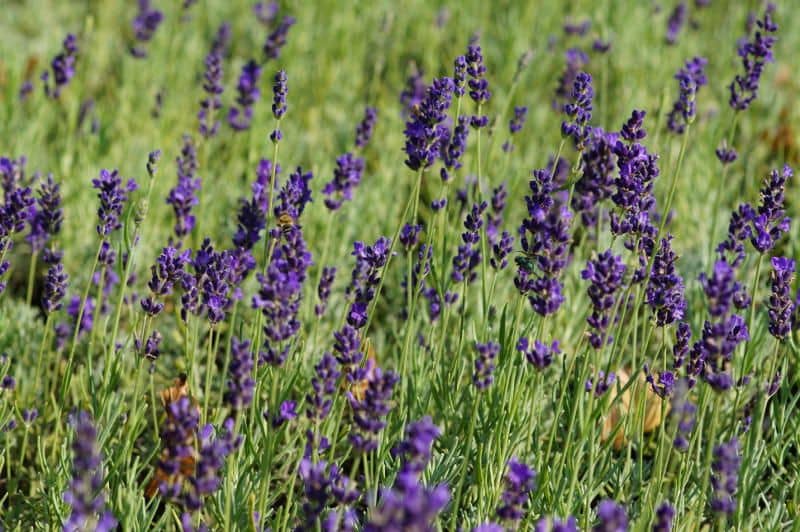 Lavandula angustifolia 'Hidcote Blue' - Garten-Lavendel
