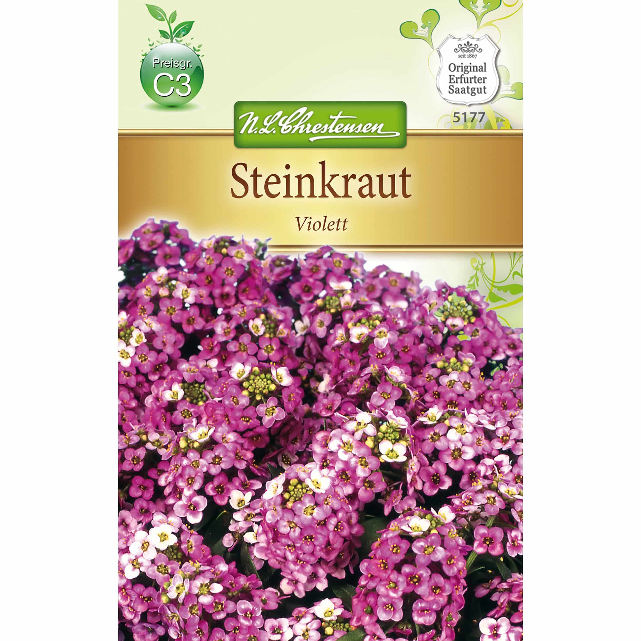 Lobularia Steinkraut Alyssum, Violett