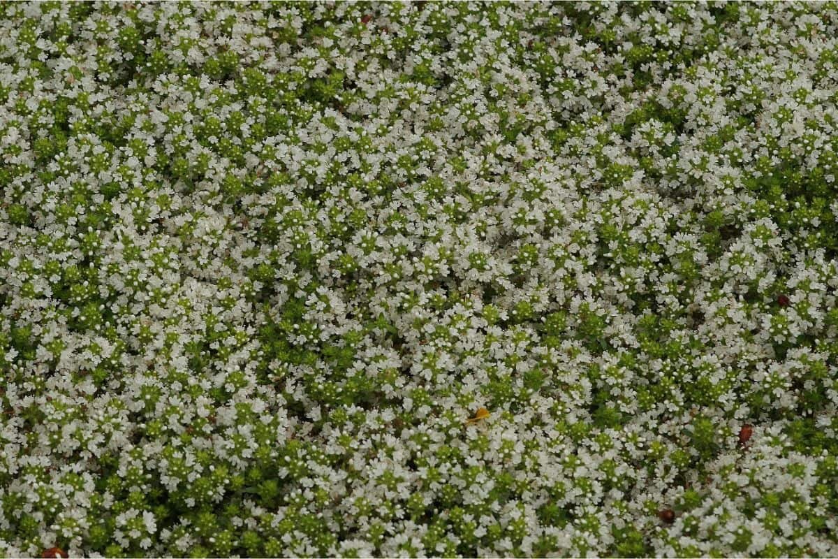 Thymus serpyllum 'Albus' - Weißer Sand-Thymian