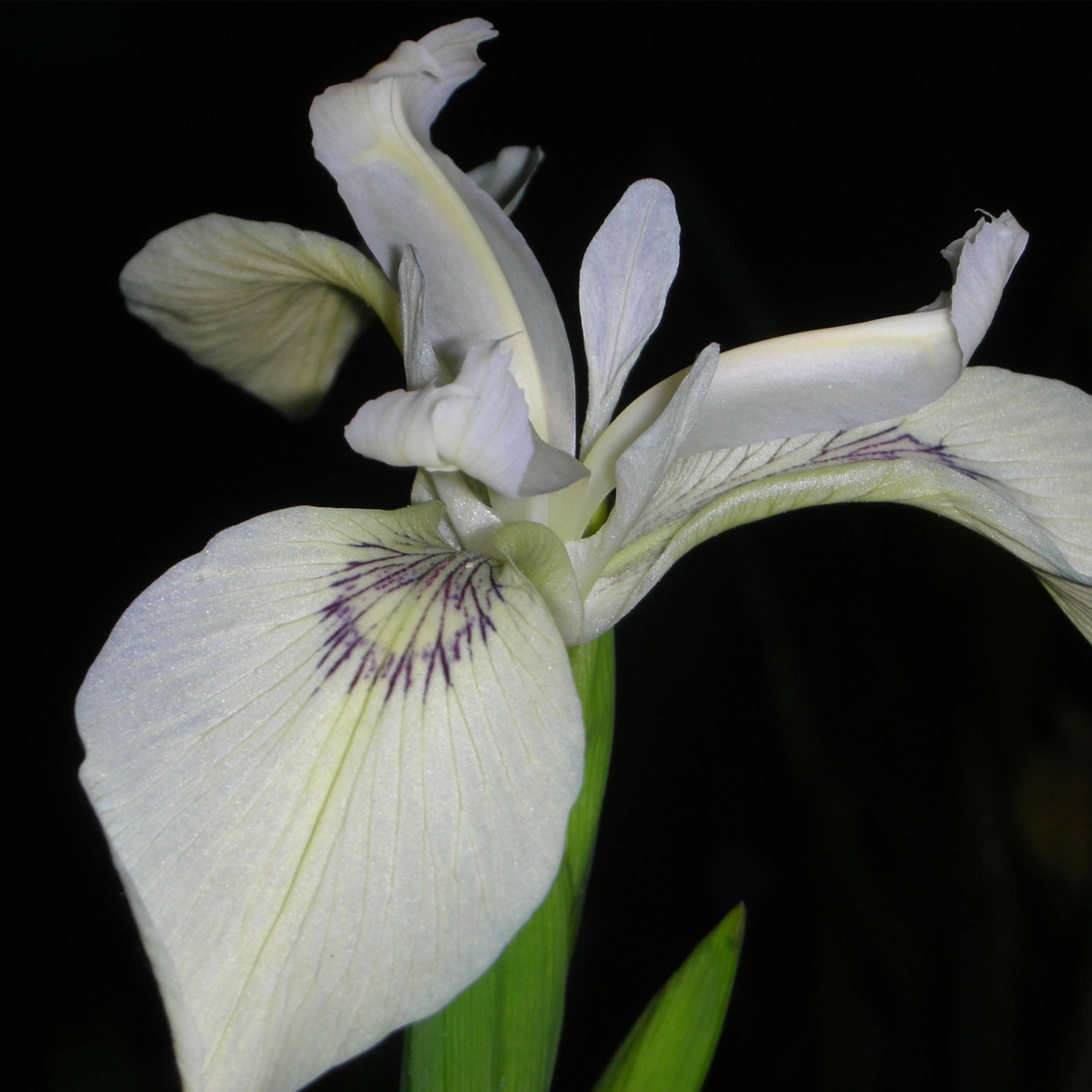 Iris pseudacorus 'Junges White Selection' - Sumpfschwertlilie