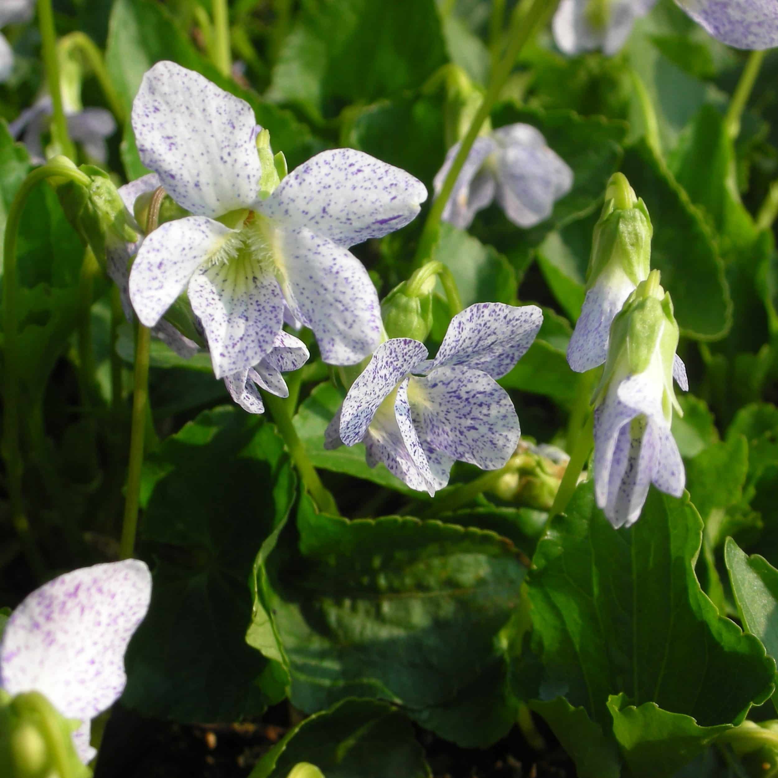 Viola sororia 'Freckles' - Pfingstveilchen