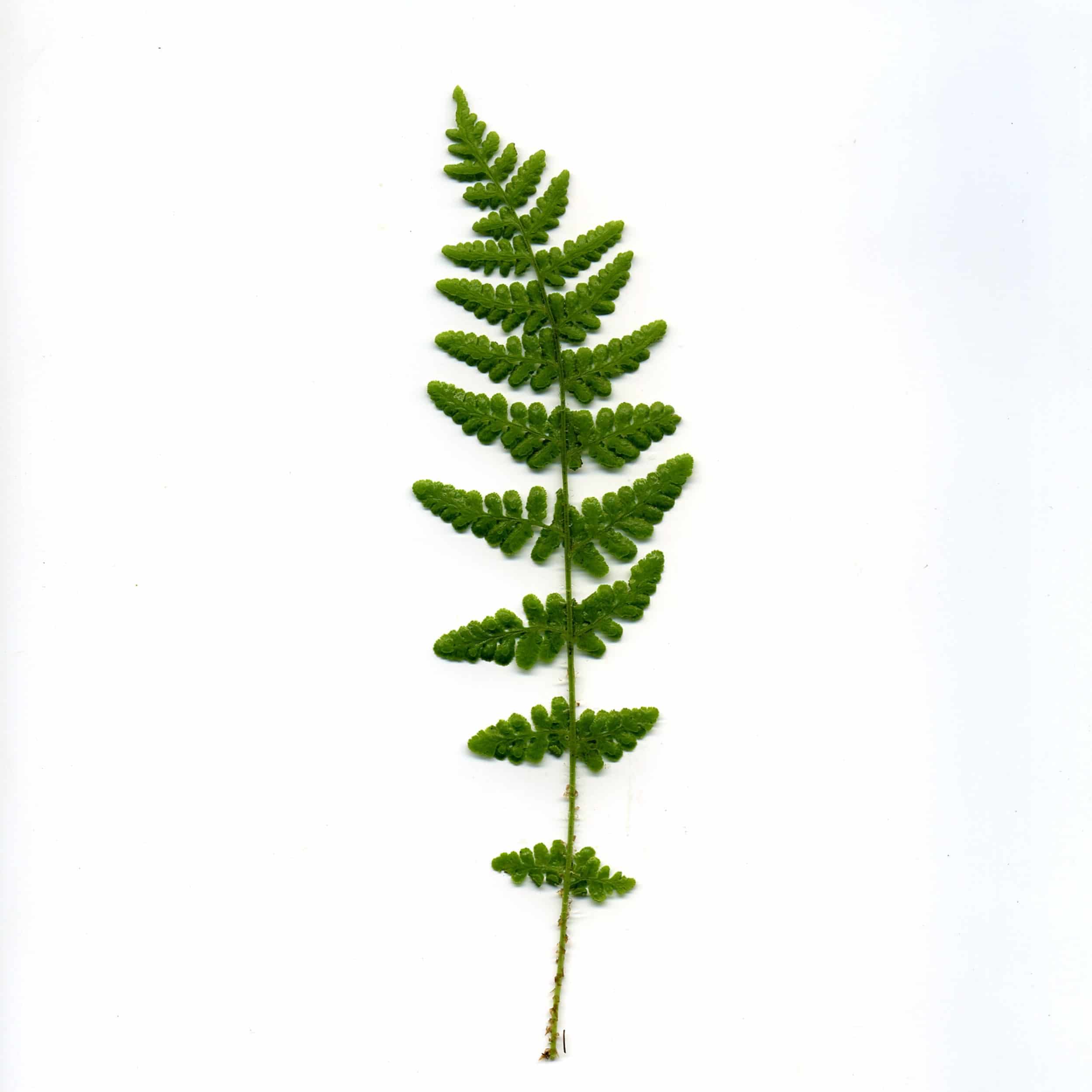 Woodsia obtusa - Großer Wimpernfarn
