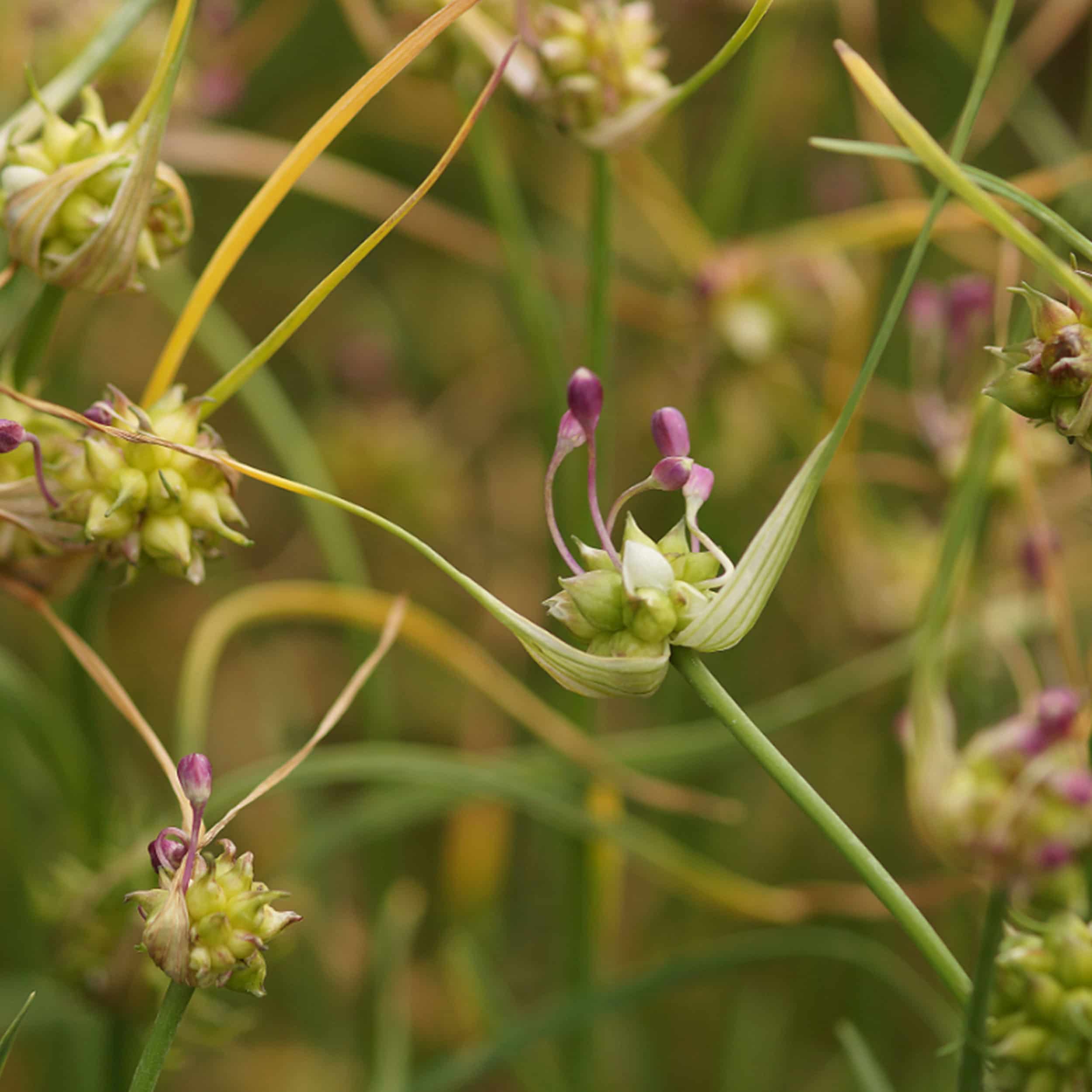 Allium canadense - Kanadischer Lauch