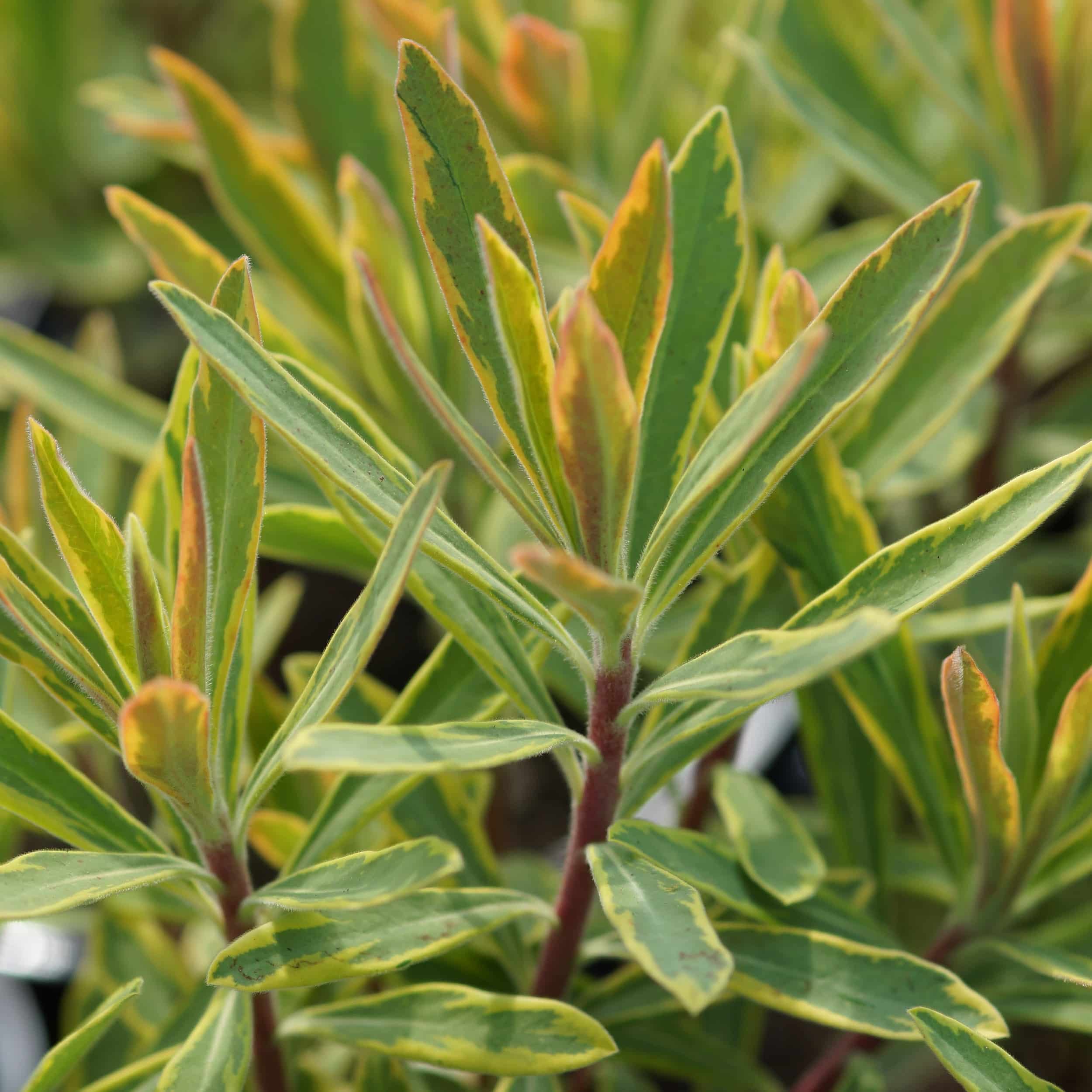 Euphorbia x martinii 'Ascot Rainbow' - Mandelblättrige Wolfsmilch
