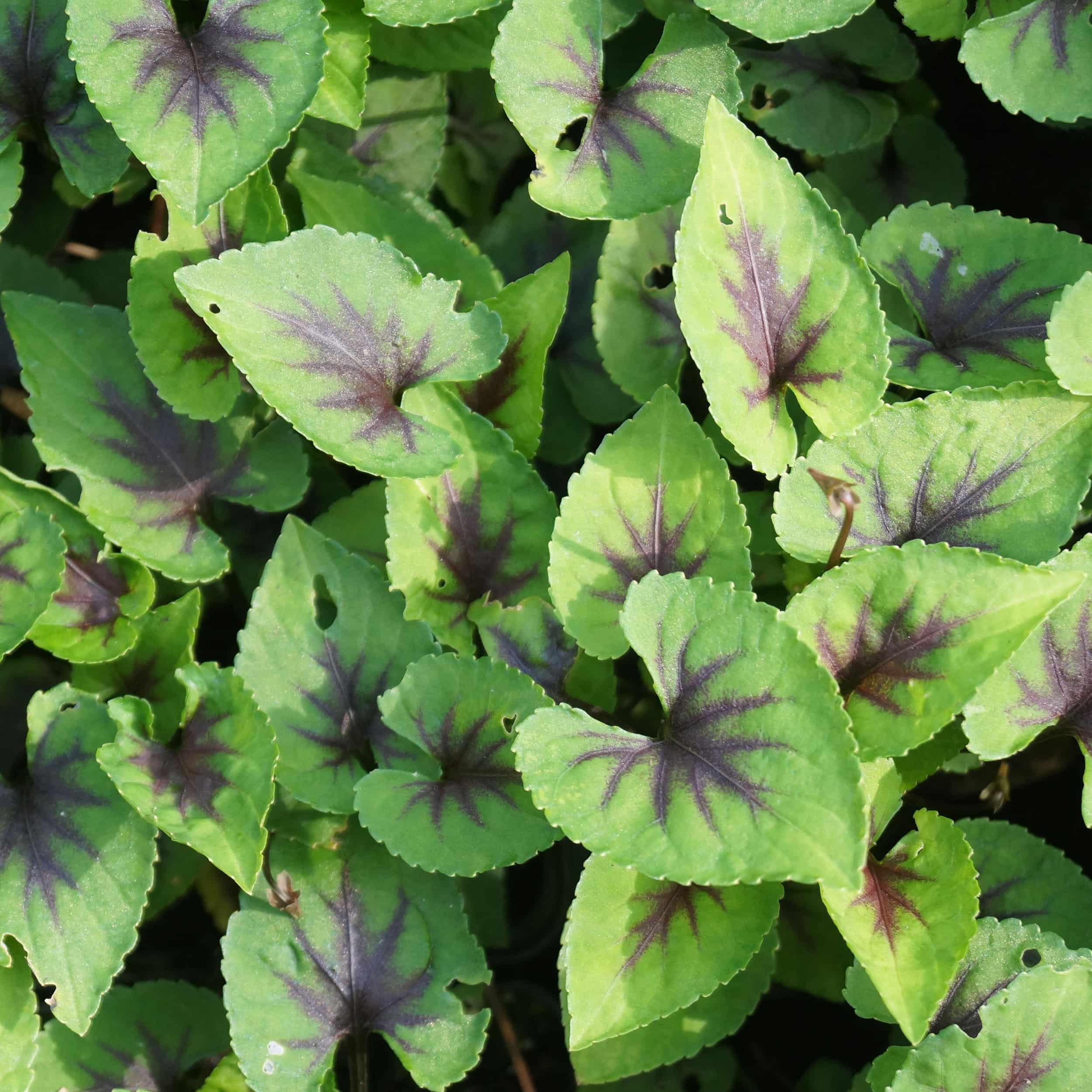 Viola Hybride 'Heartthrob' - Veilchen