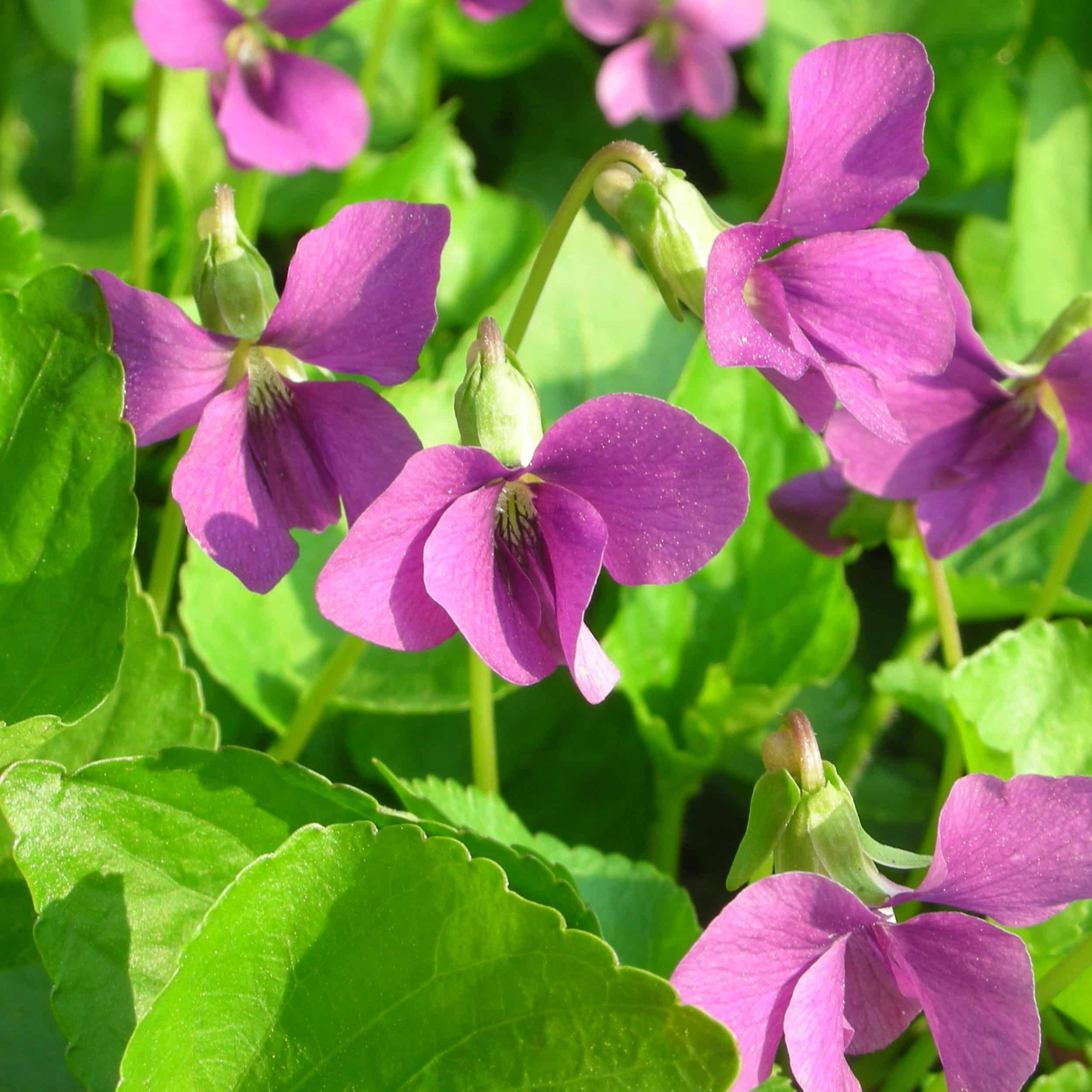 Viola sororia 'Rubra' - Veilchen