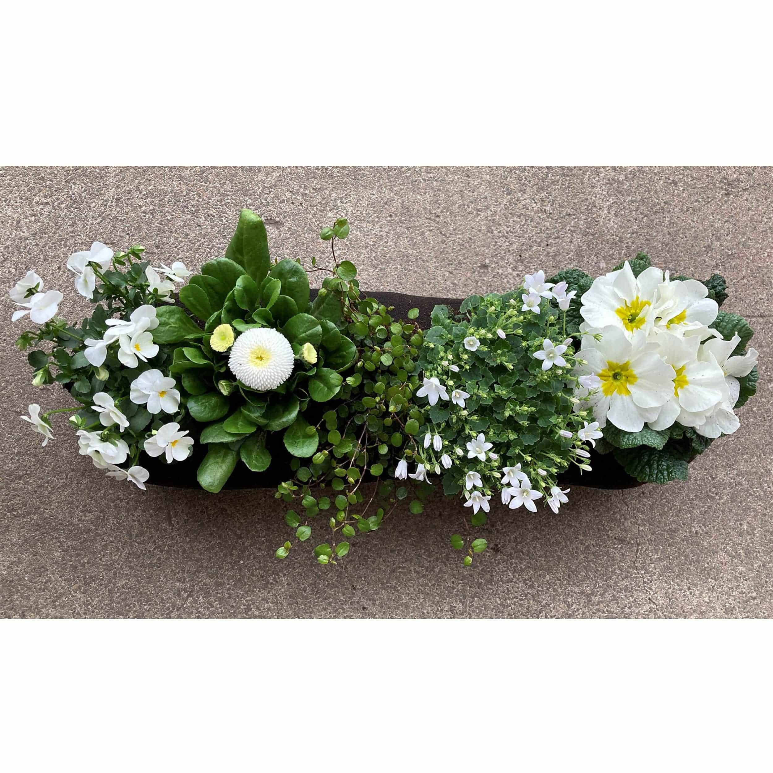Frühlingsblumen 40 cm weiß/grün Halbschatten