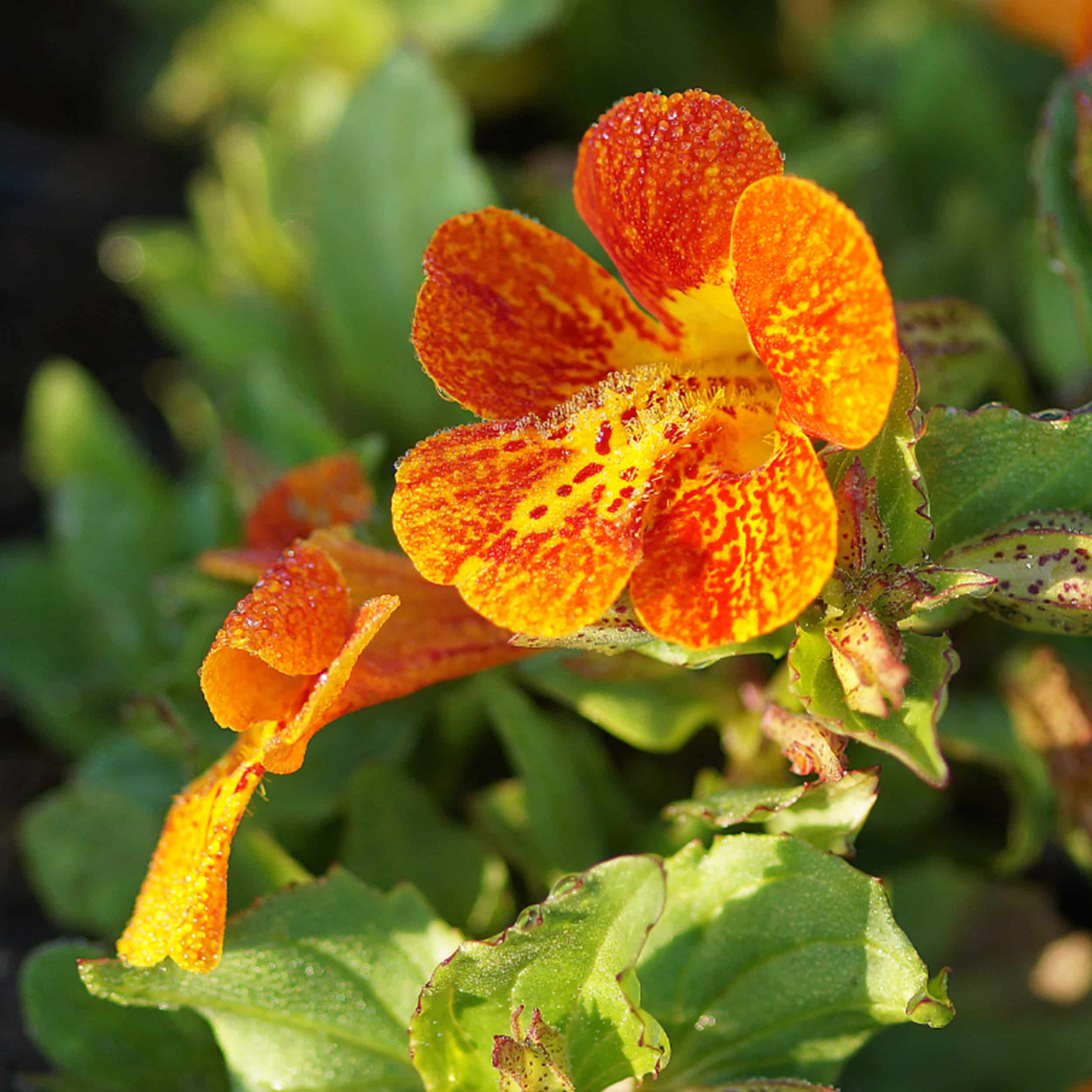 Mimulus cupreus 'Orange Glow' - Gauklerblume