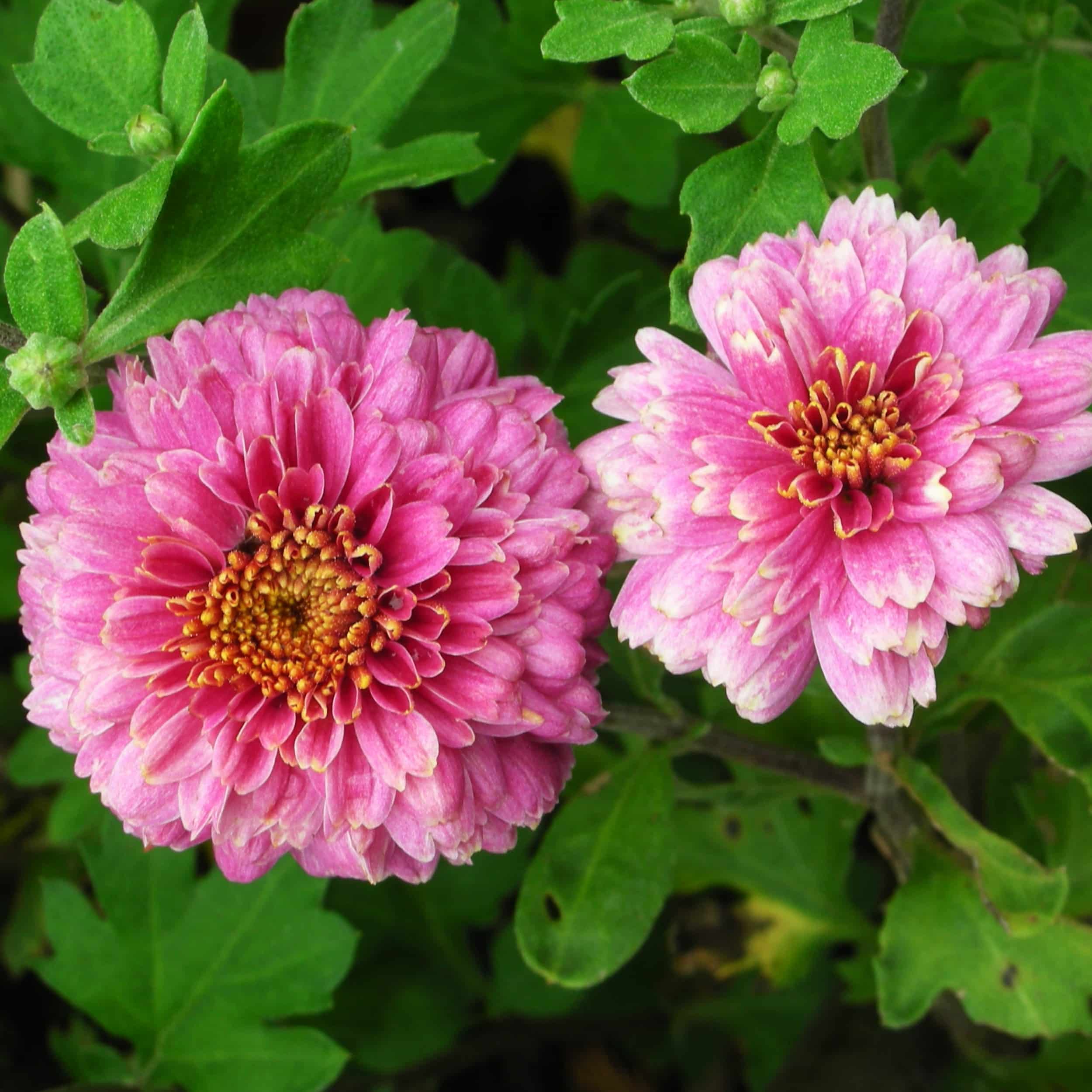 Chrysanthemum Indicum-Hybr. 'Anastasia' - Winteraster
