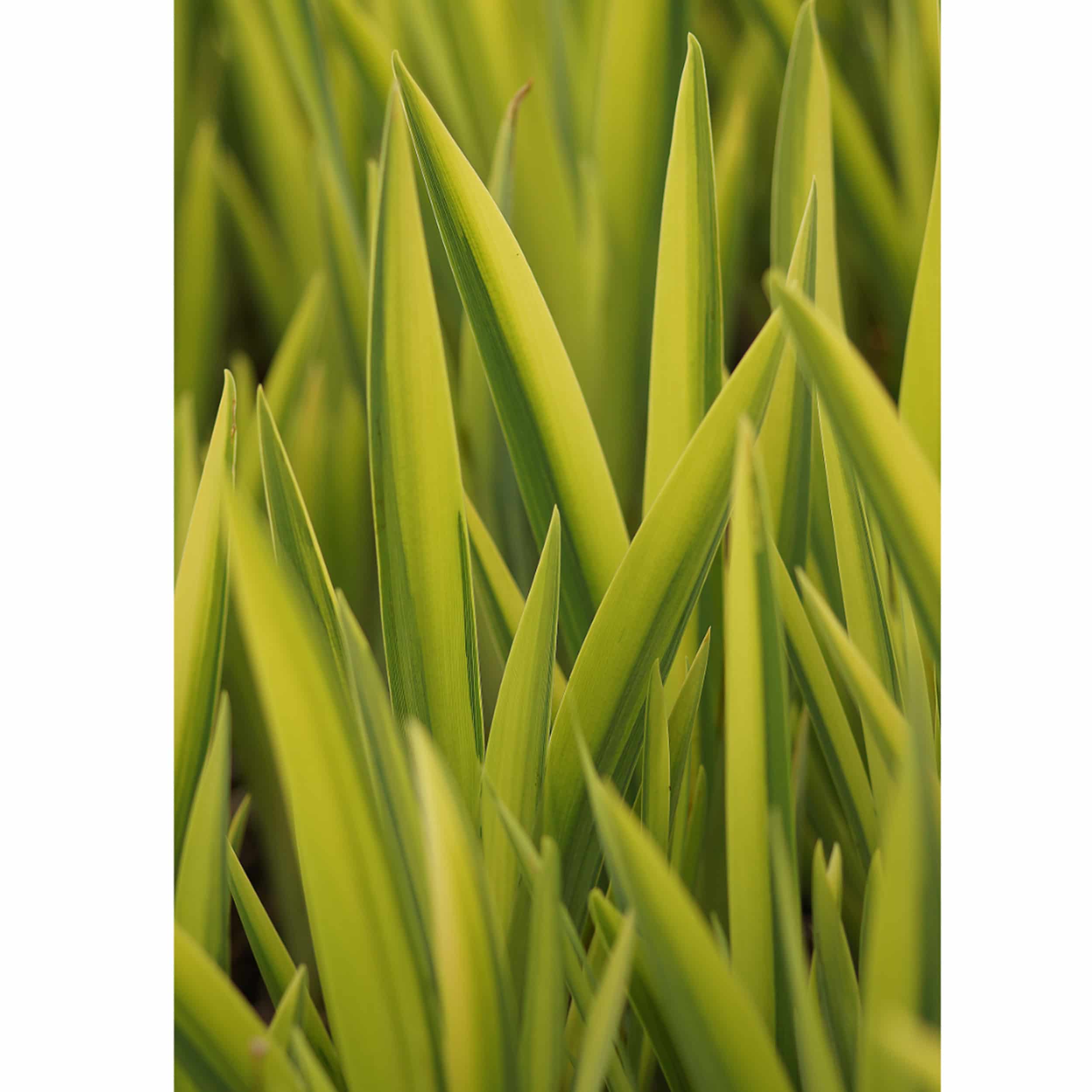 Iris pseudacorus 'Variegata' - Garten-Sumpfschwertlilie