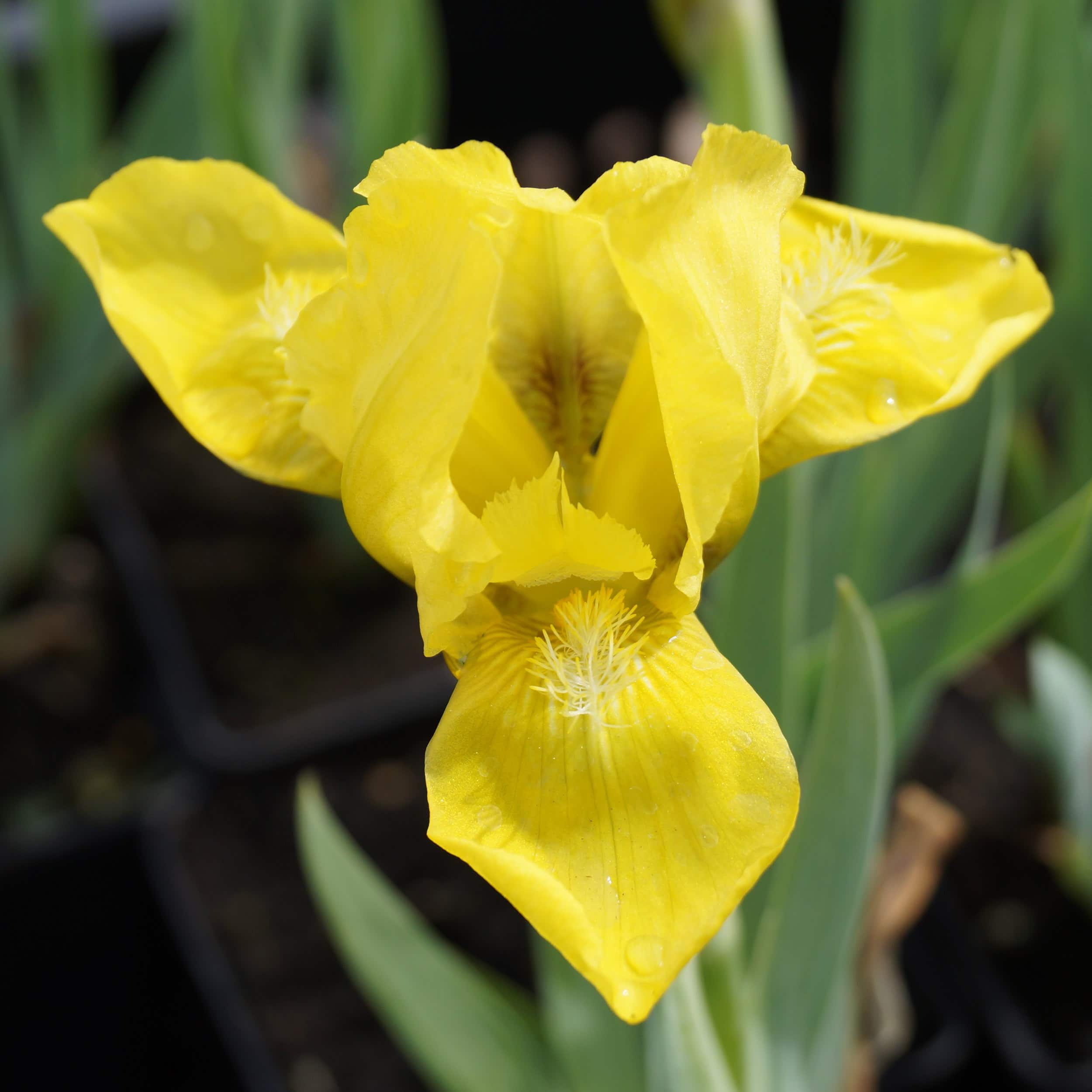 Iris barbata-nana 'Brassie' - Zwerg-Bartschwertlilie