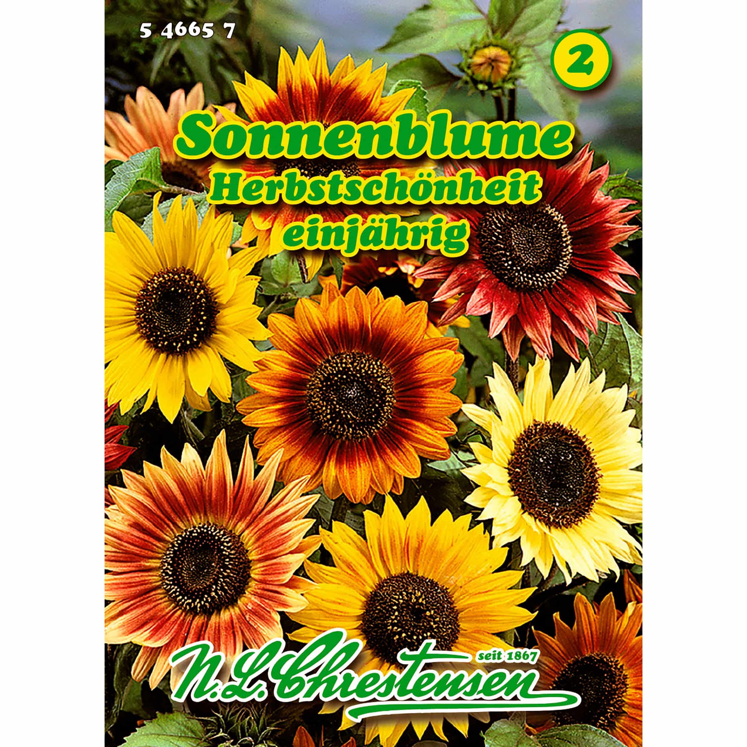 Helianthus, Sonnenblume, Herbstschönheit