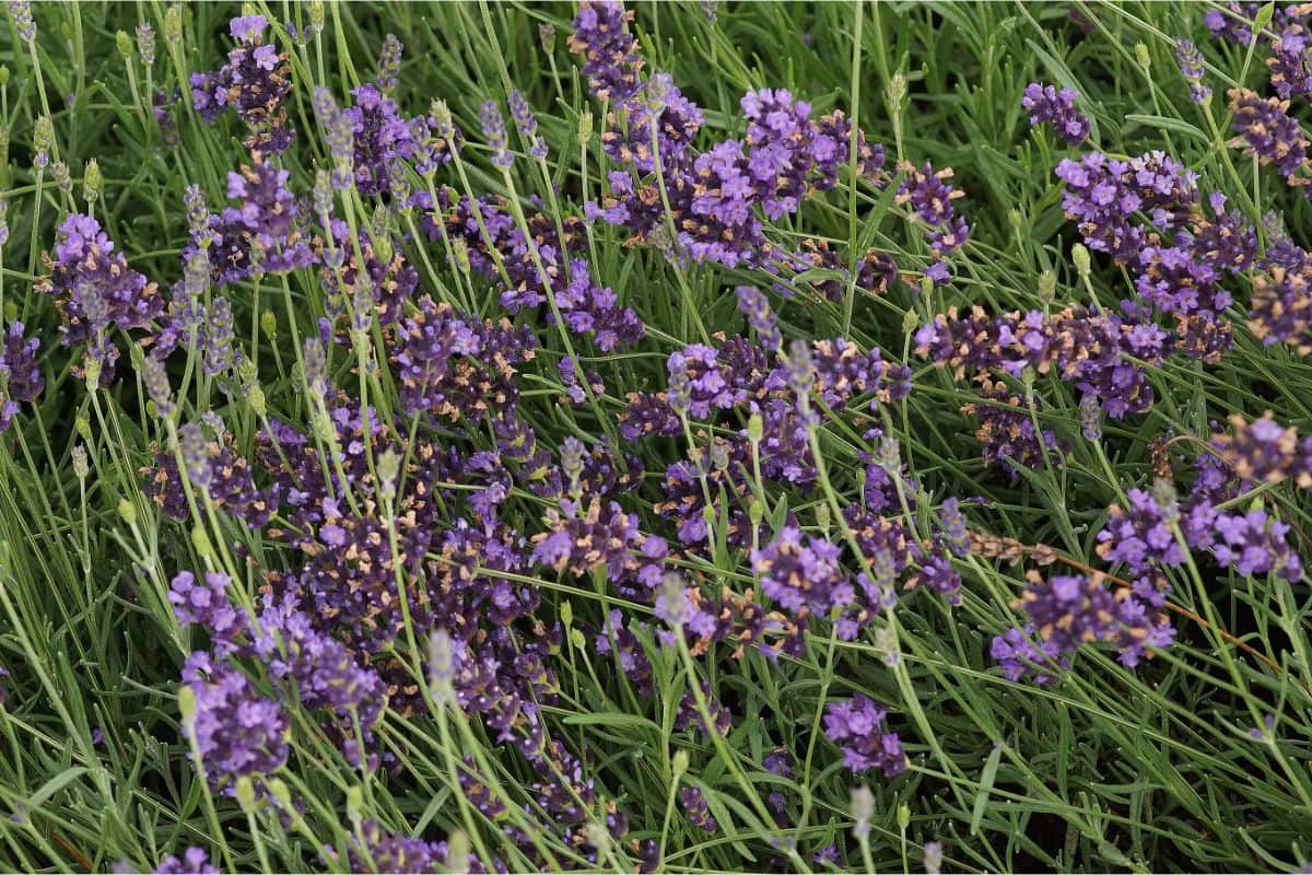 Lavandula angustifolia 'Munstead' - Garten-Lavendel
