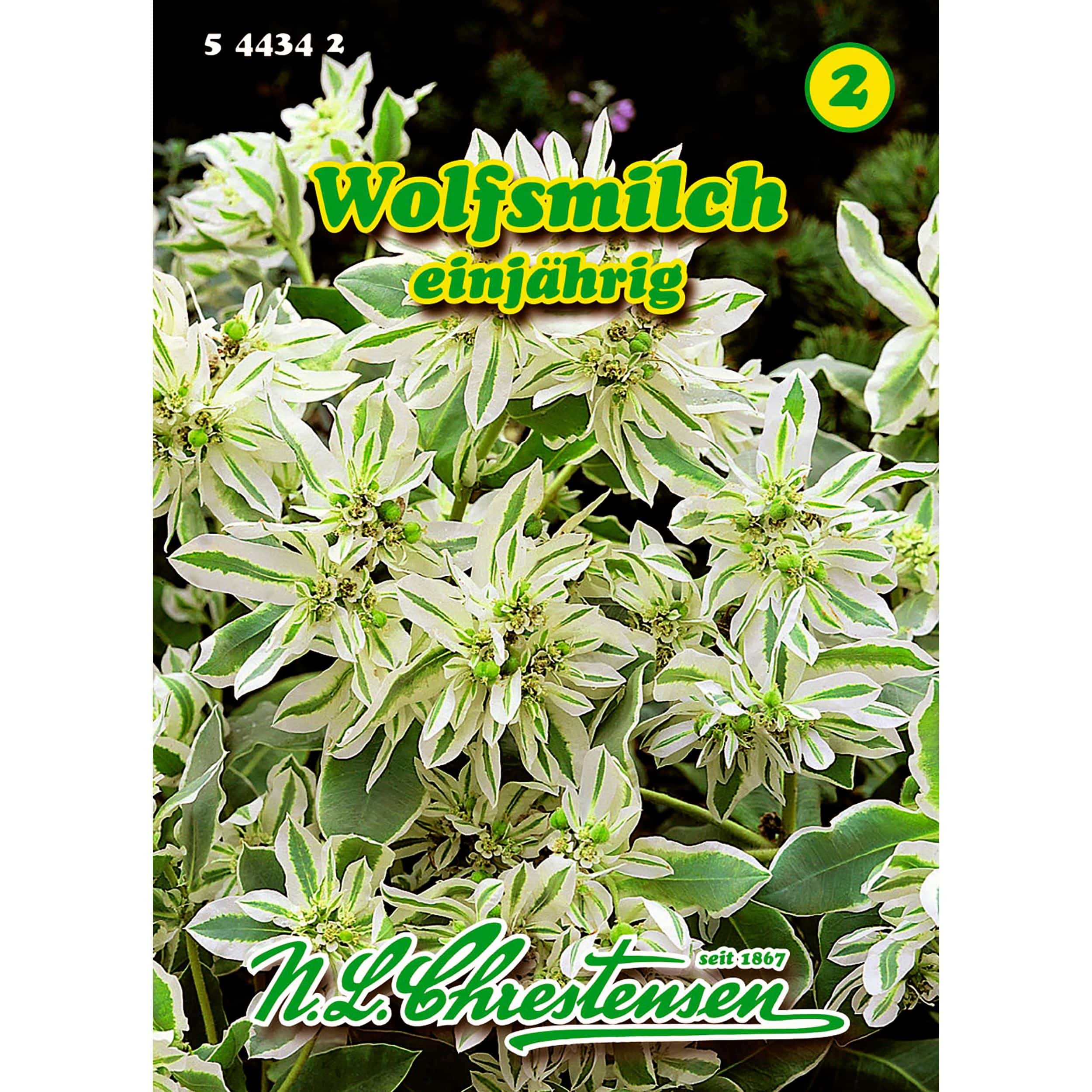 Euphorbia, Wolfsmilch