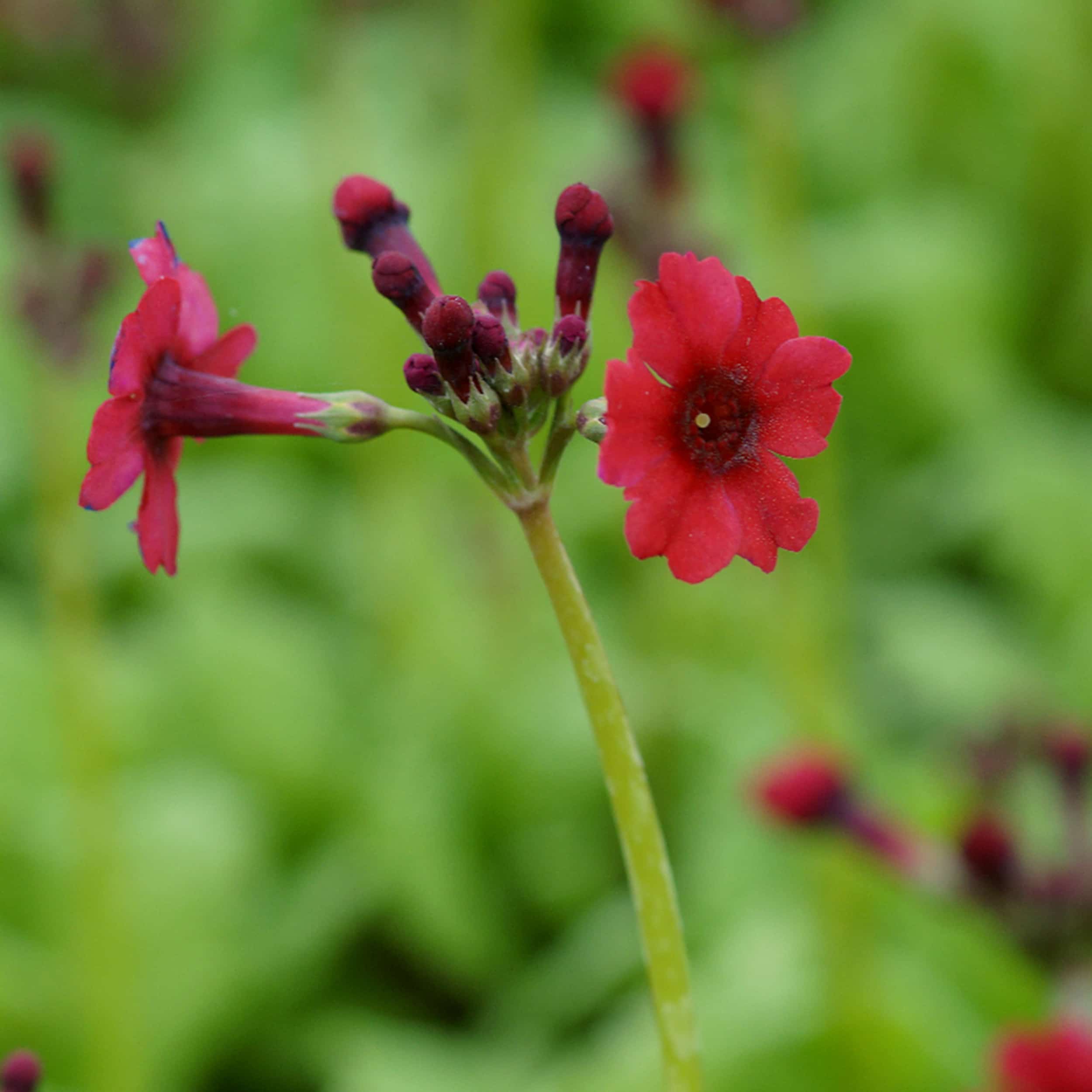 Primula japonica 'Millers Crimson' Japan-Etagen-Primel