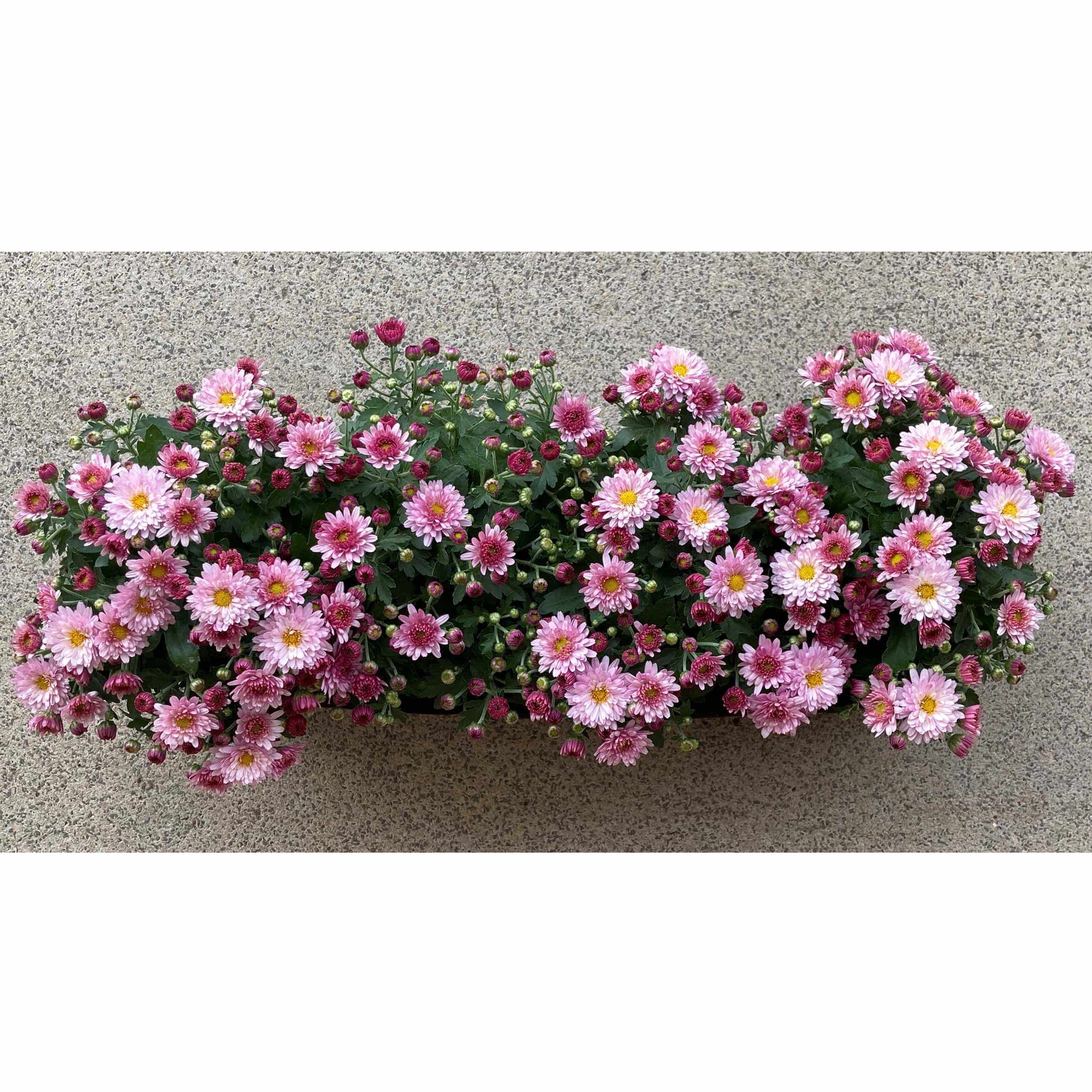 Chrysanthemen-Bag 90 cm lila/rosa Halbschatten