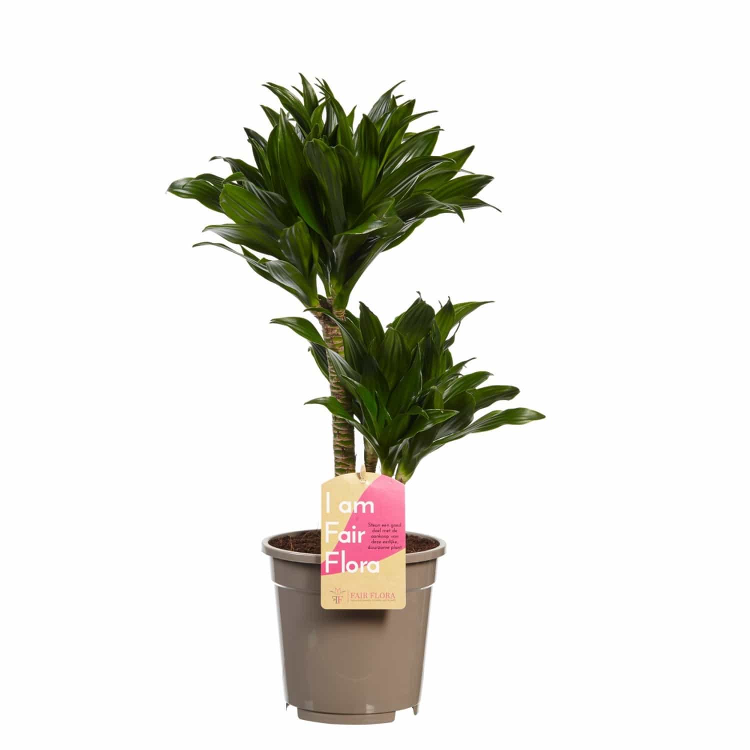 Dracaena fragrans 'Compacta' - Drachenbaum