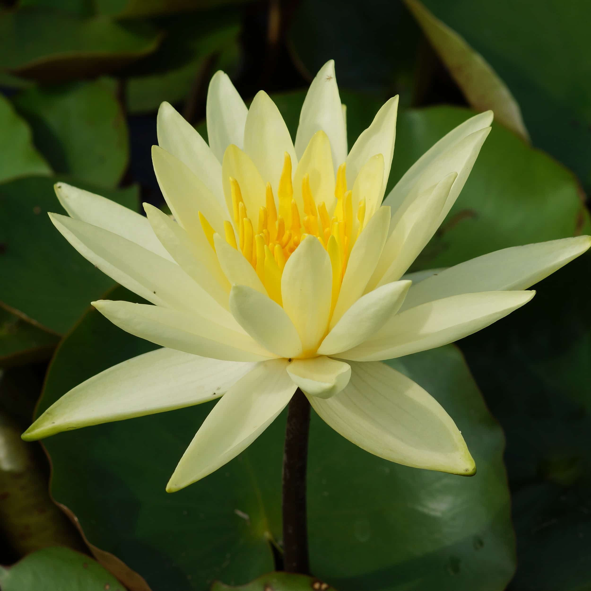 Nymphaea Hybride 'Colonel A.J.Welch' - Seerose