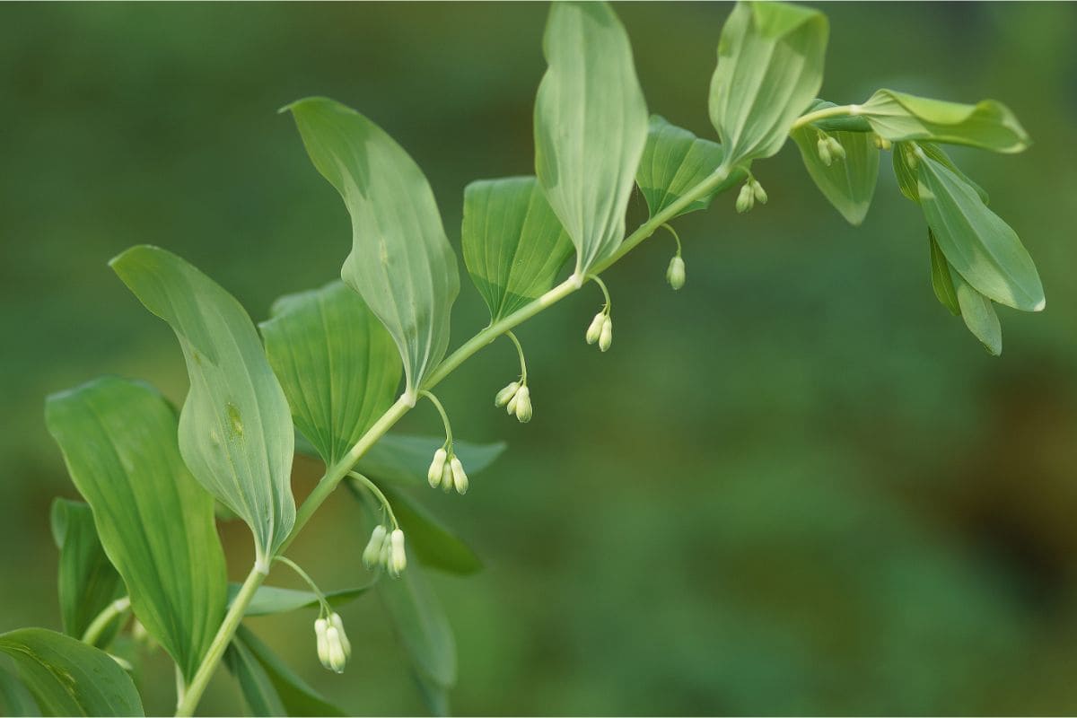 Polygonatum falcatum (odoratum) 'Pruhonice' - Salomonssiegel