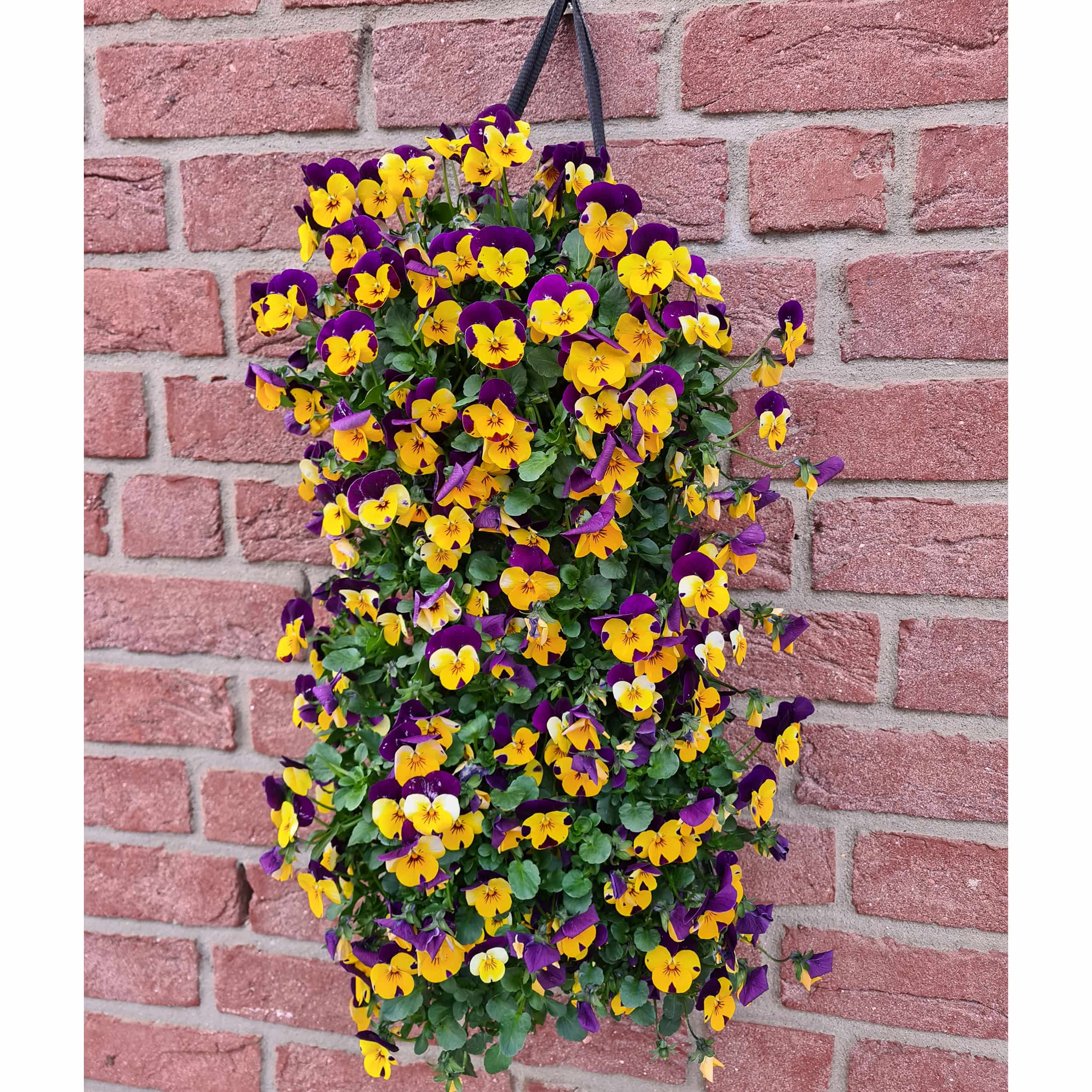 Hornveilchen-Wandhänger 'Vertical' L50 cm Blütenfarbe: Uni gelb-violett