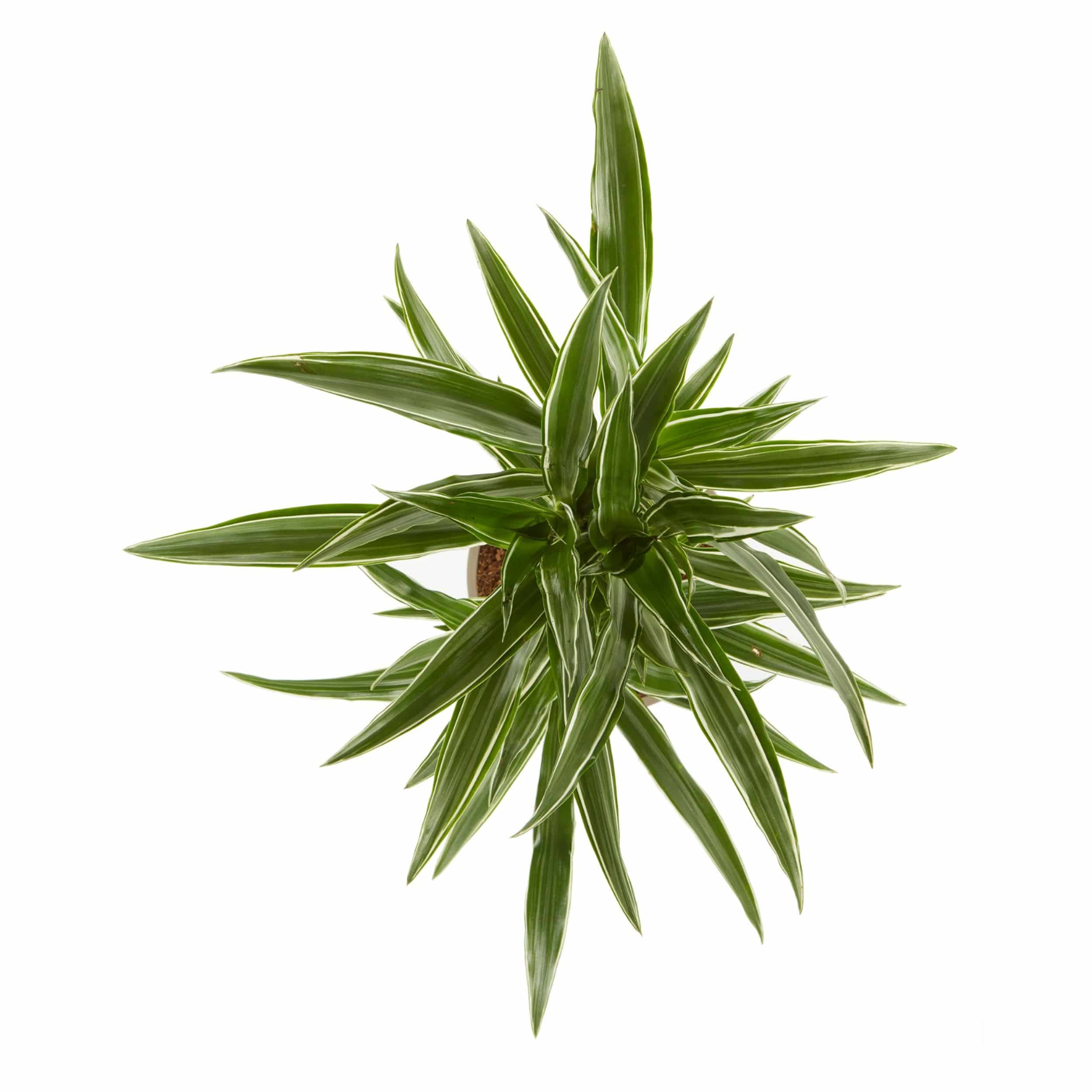 Dracaena fragrans 'Warneckii' - Drachenbaum 17 cm Topf