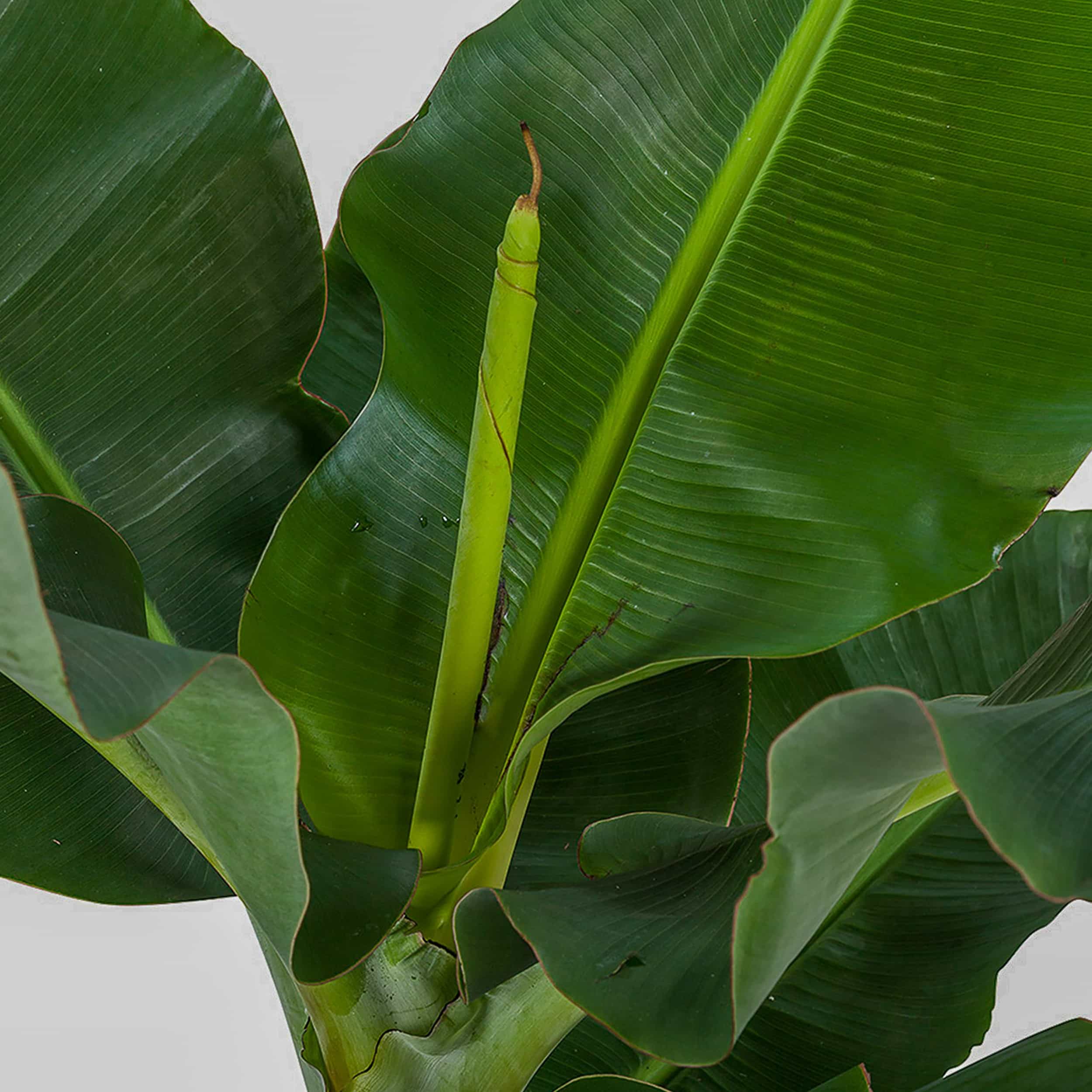 Musa 'Dwarf Cavendish' - Bananenpflanze im ELHO-Übertopf (anthrazit) 27 cm Topf