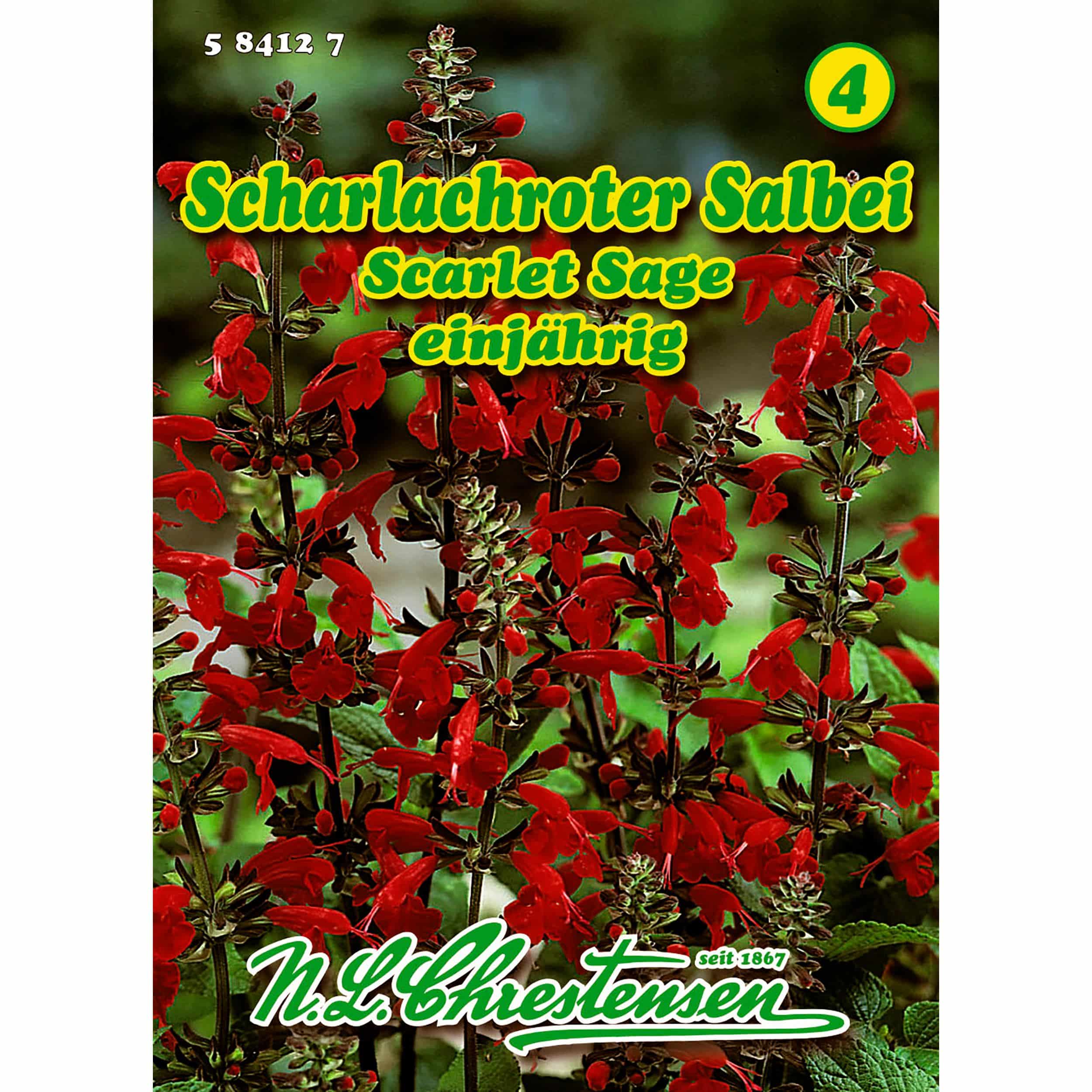 Salvia cocc., Scarlet Sage, Scharlachroter Salbei