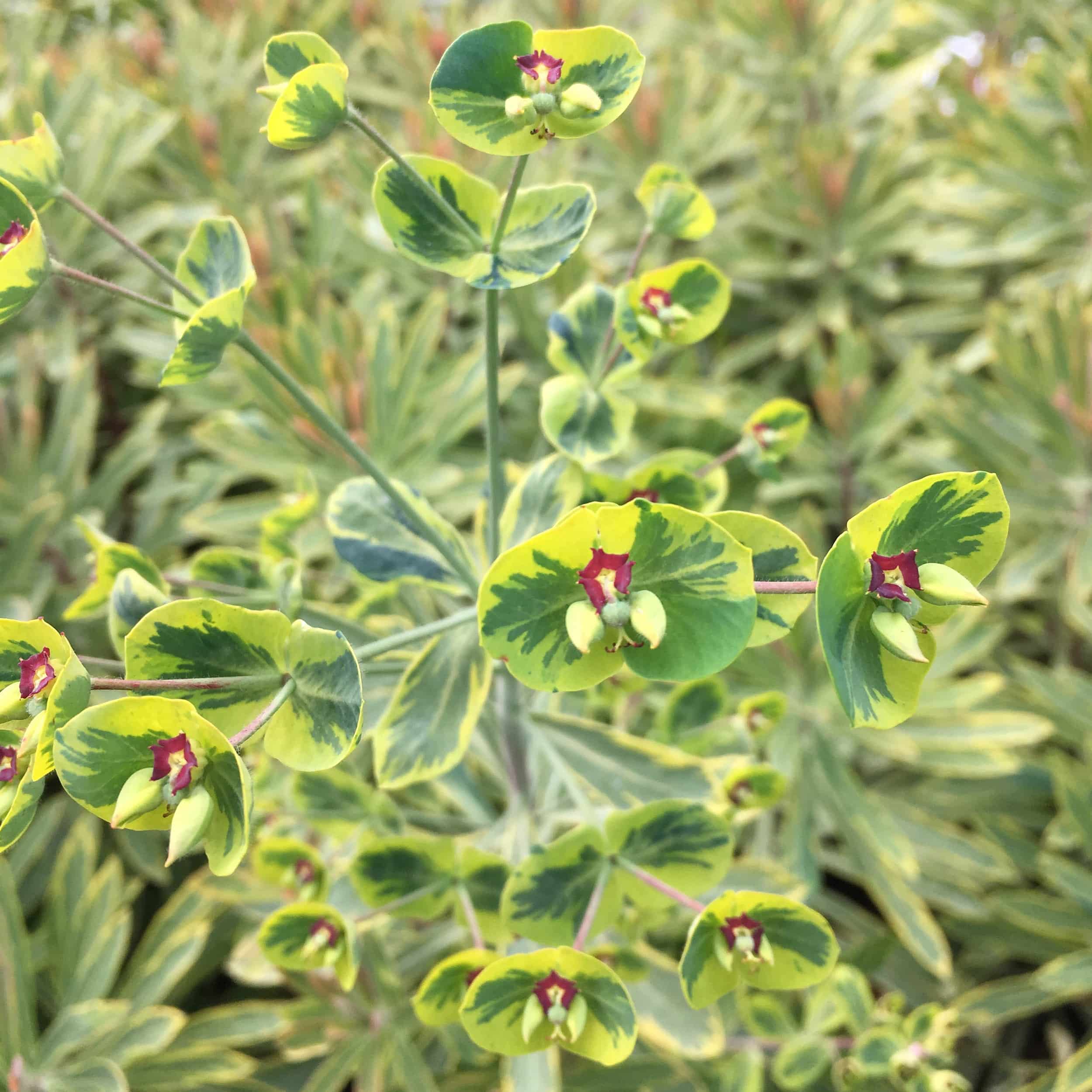 Euphorbia x martinii 'Ascot Rainbow' - Mandelblättrige Wolfsmilch