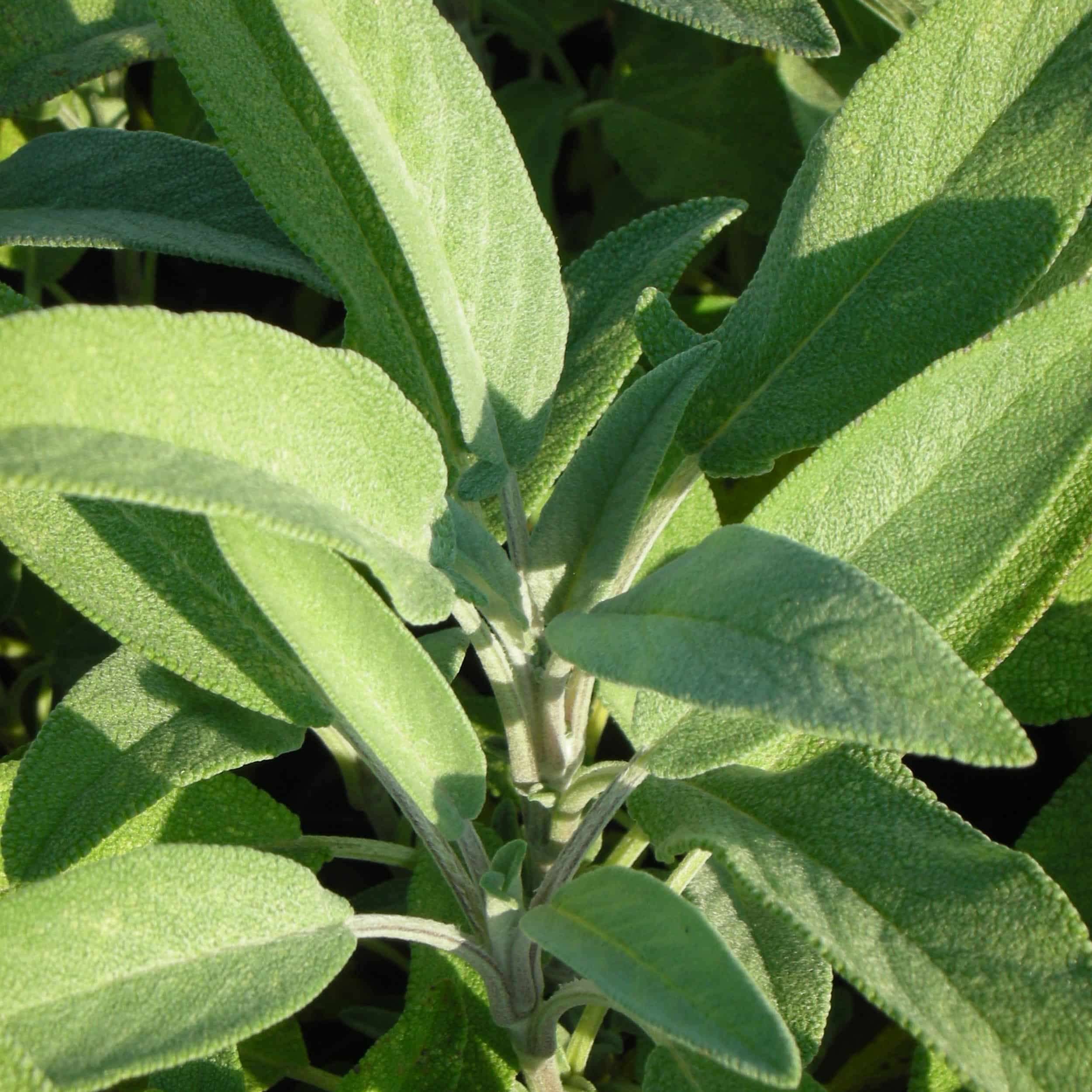 Salvia officinalis - Gewürz-Salbei