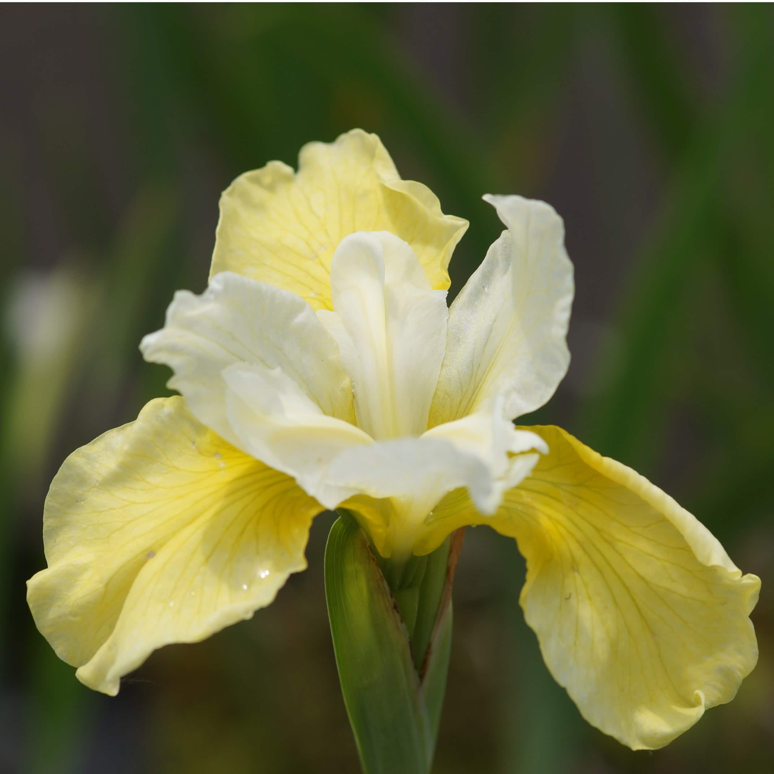 Iris sibirica 'Butter and Sugar' - Wiesen-Iris