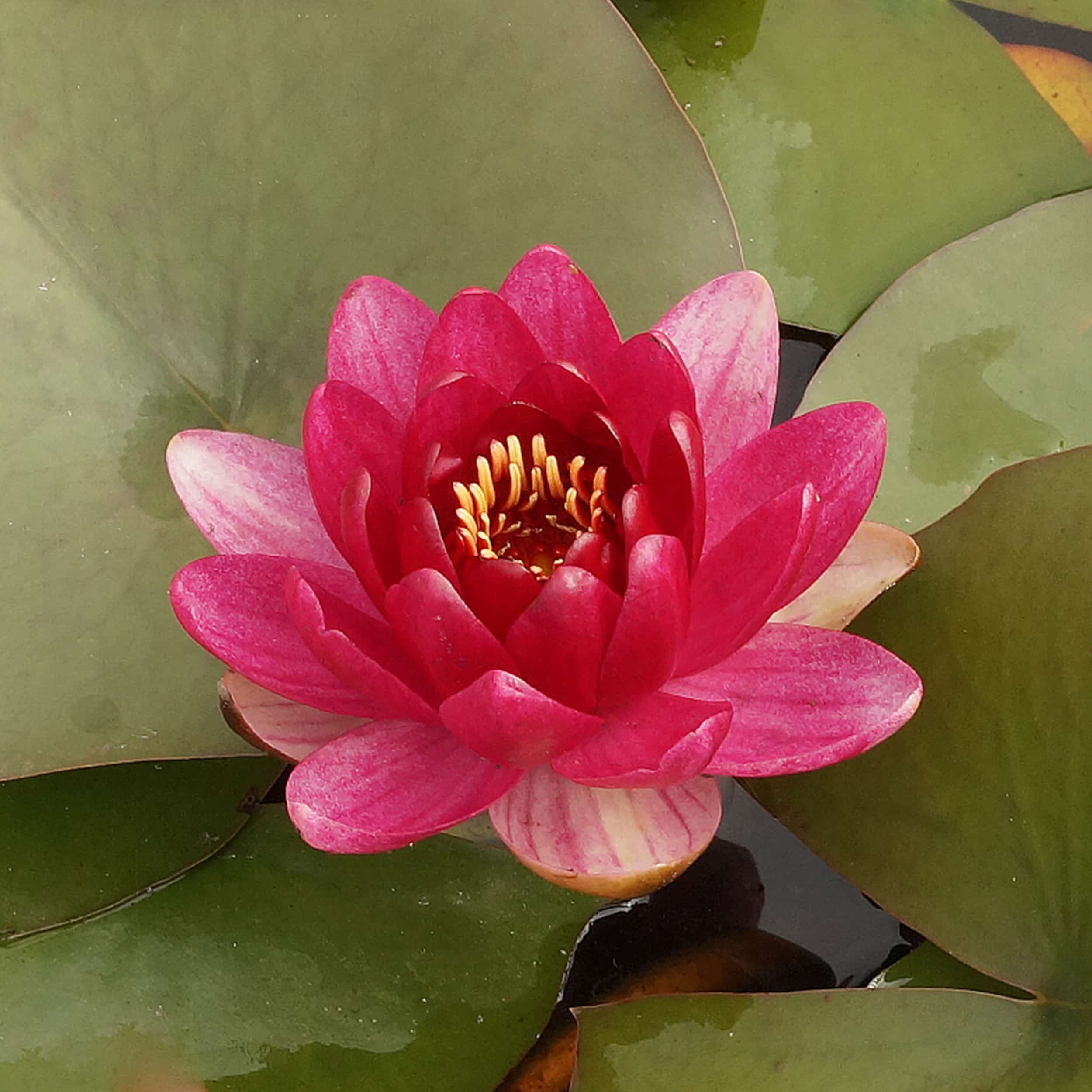 Nymphaea Hybride 'Perry's Baby Red' - Seerose
