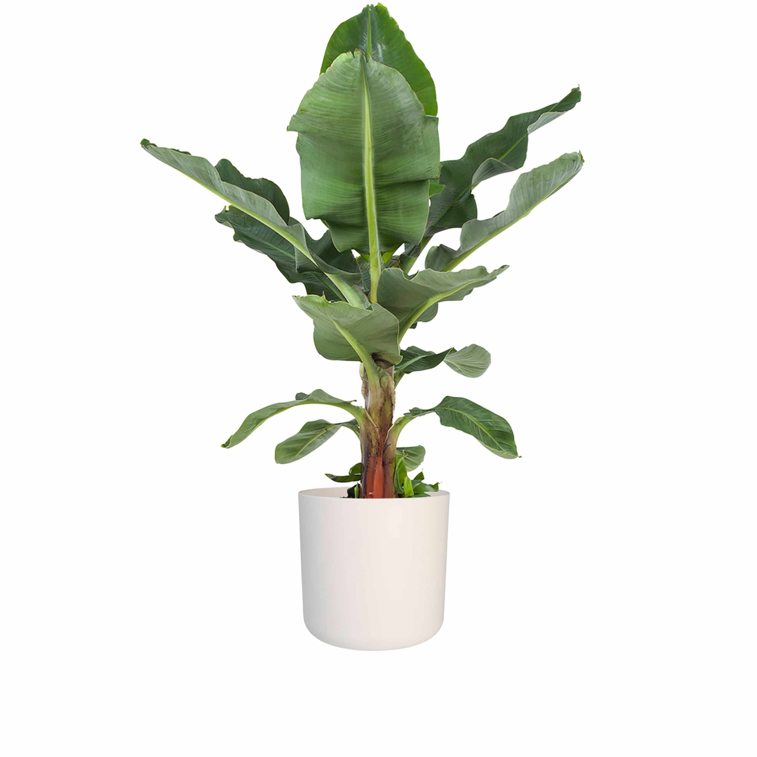Musa 'Dwarf Cavendish' - Bananenpflanze im ELHO-Übertopf (weiß) 27 cm Topf