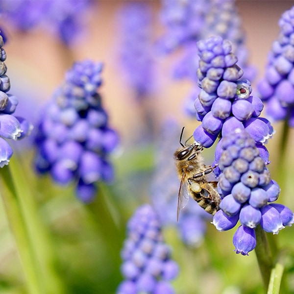 Biene sammelt Pollen aus Traubenhyazinthe