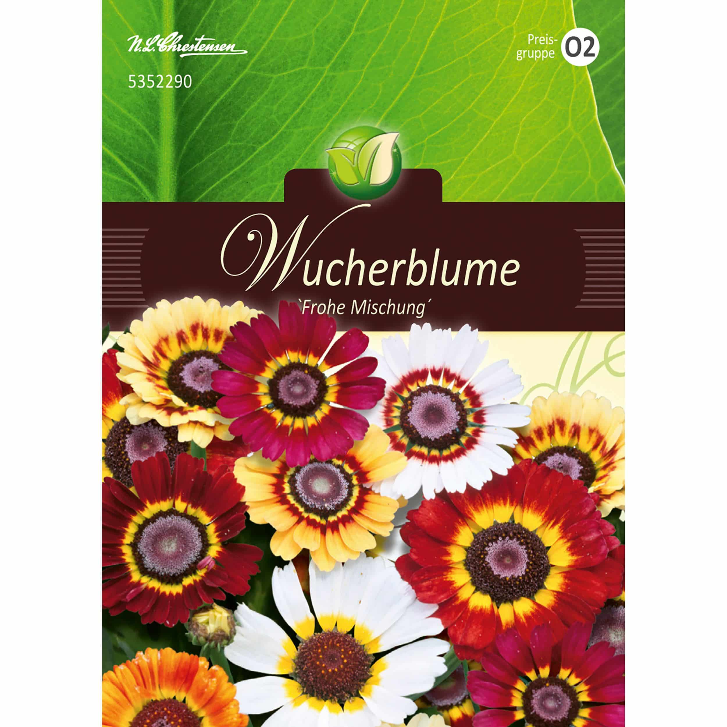 Chrysanthemum, Wucherblumen, Frohe Mischung