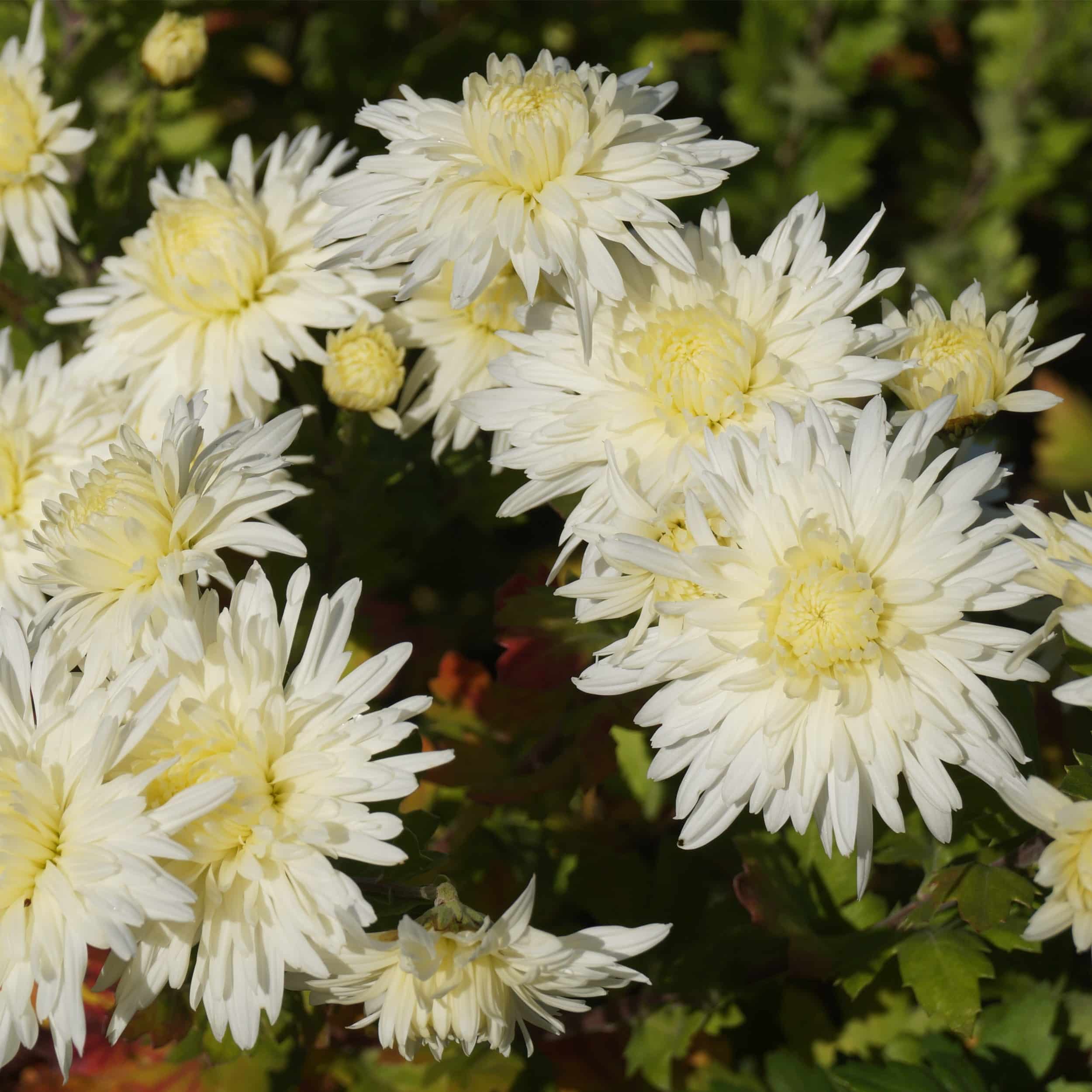 Chrysanthemum Indicum-Hybr 'Larry' - Winteraster