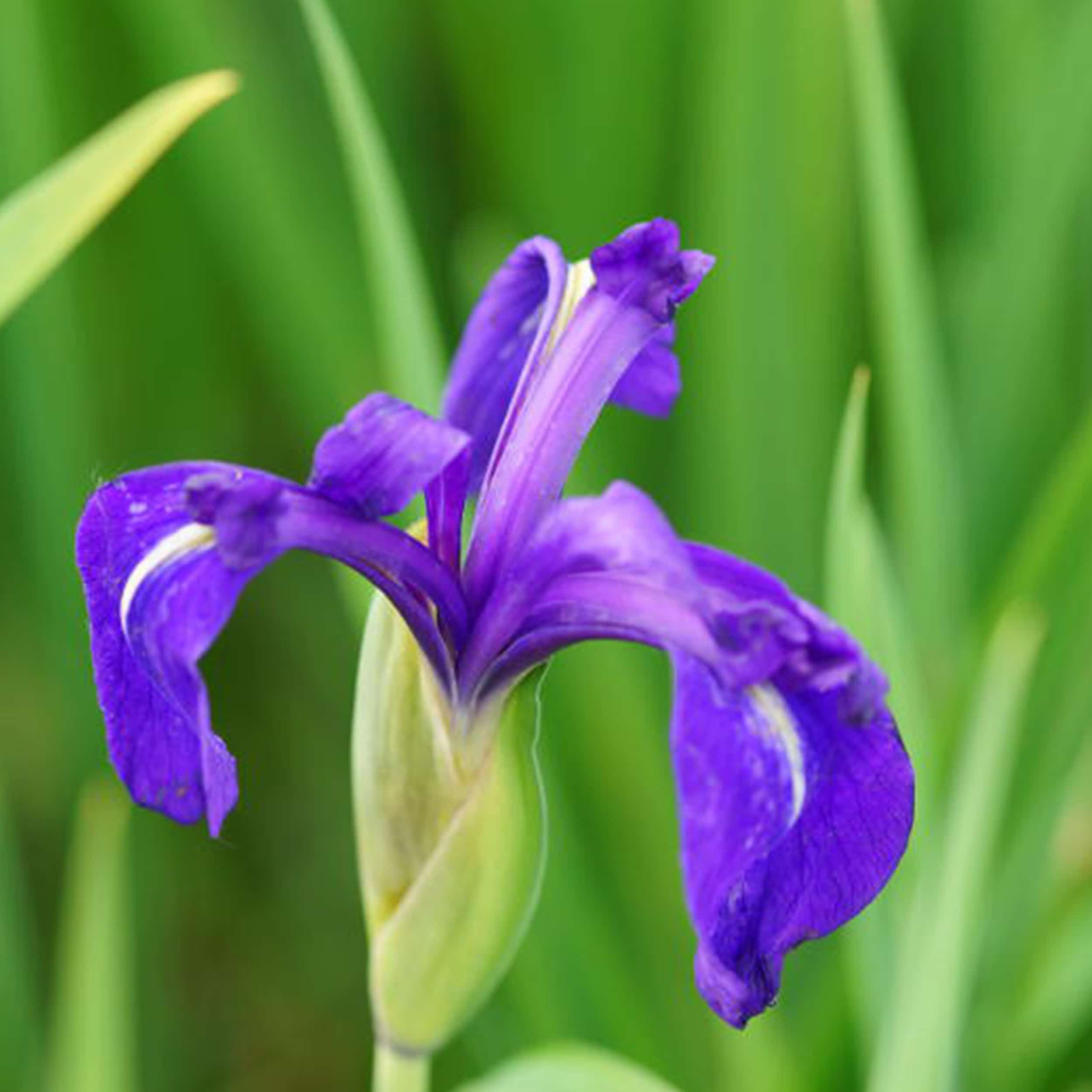 Iris laevigata - Japanische Sumpfschwertlilie