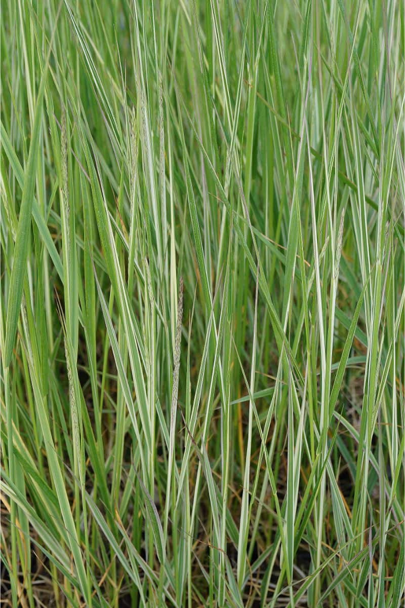 Calamagrostis x acutiflora 'Overdam' - Reitgras