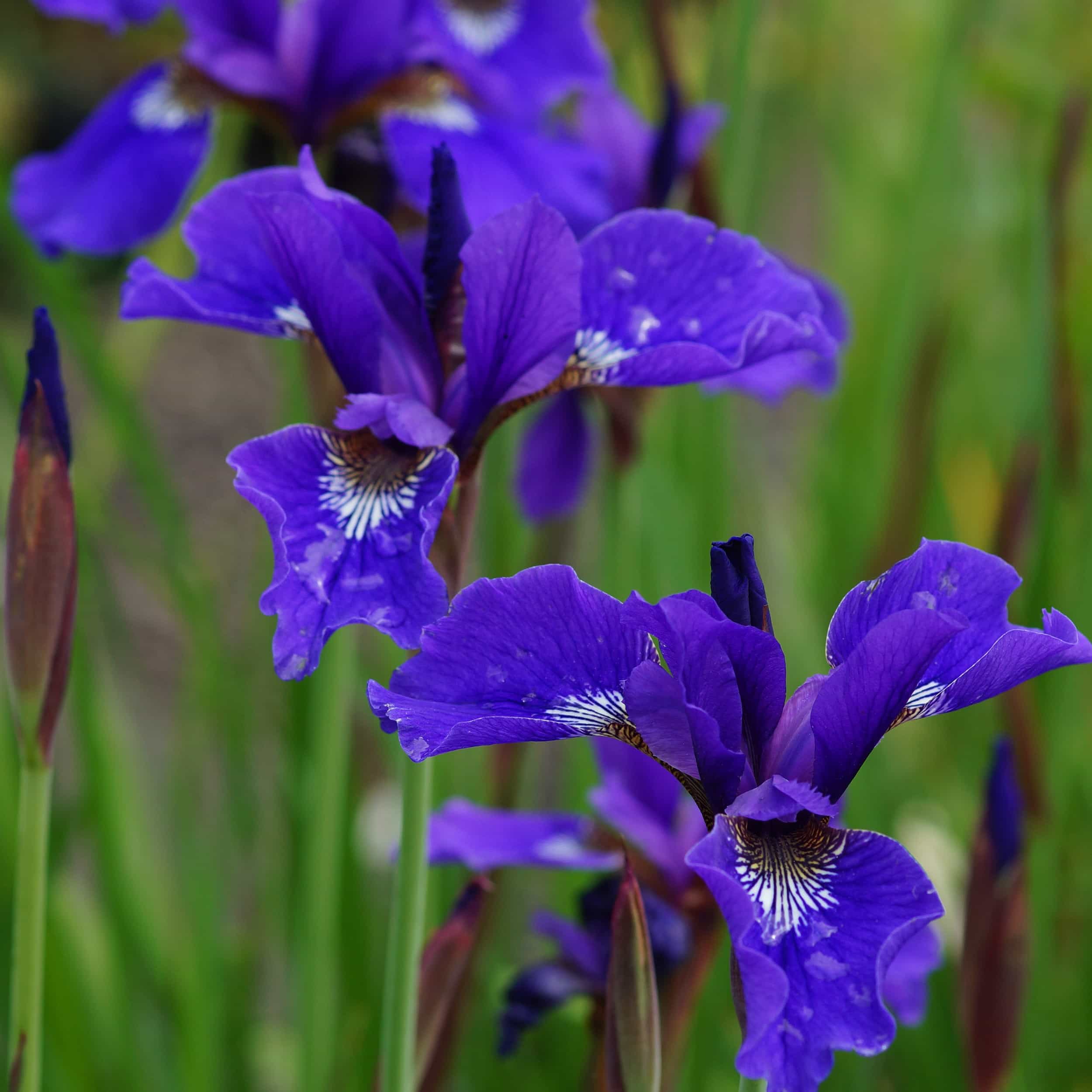 Iris sibirica 'Maggi Lee' - Wiesenschwertlilie