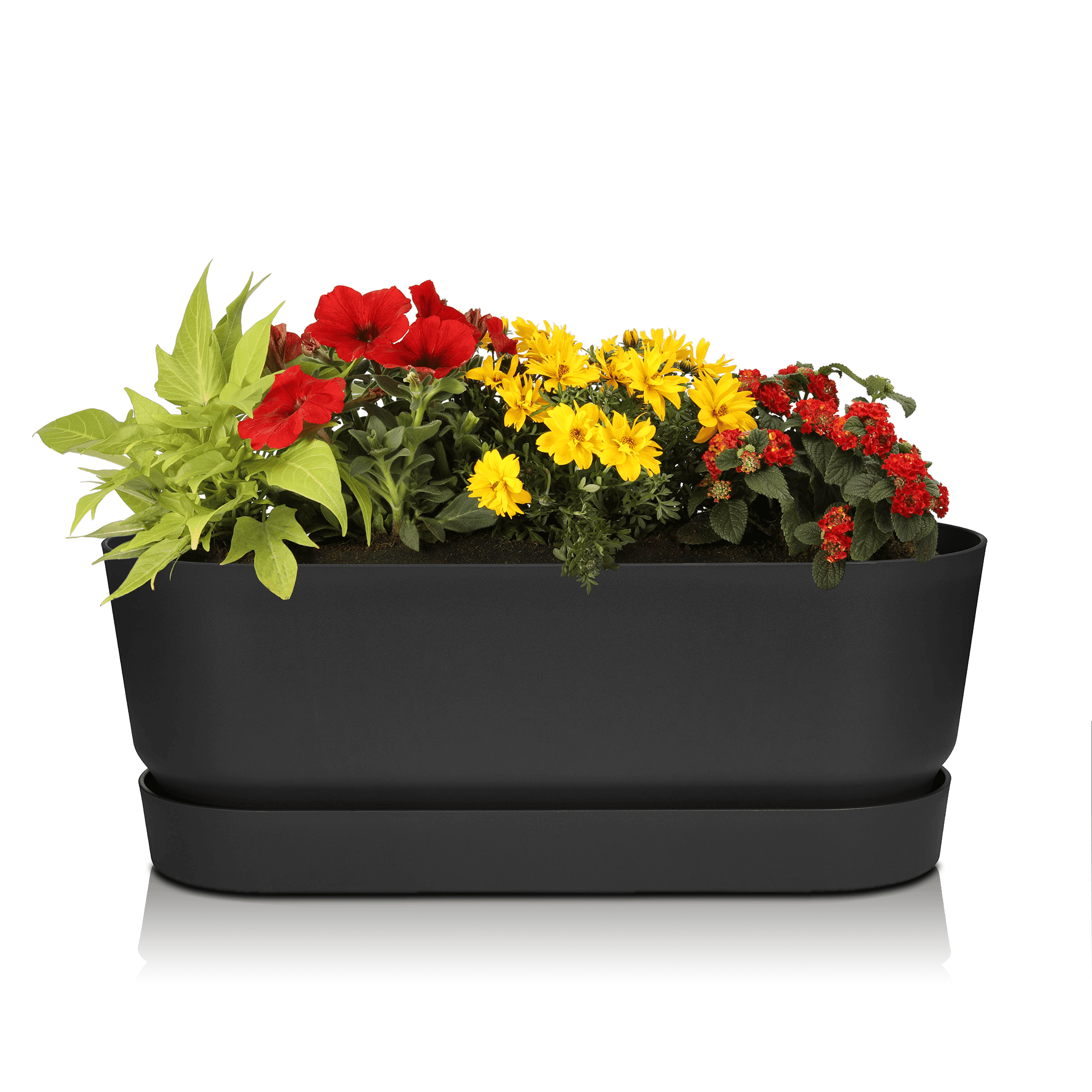 Sommerblumen Starter-Set Greenville schwarz 50 cm rot/orange/gelb Halbschatten