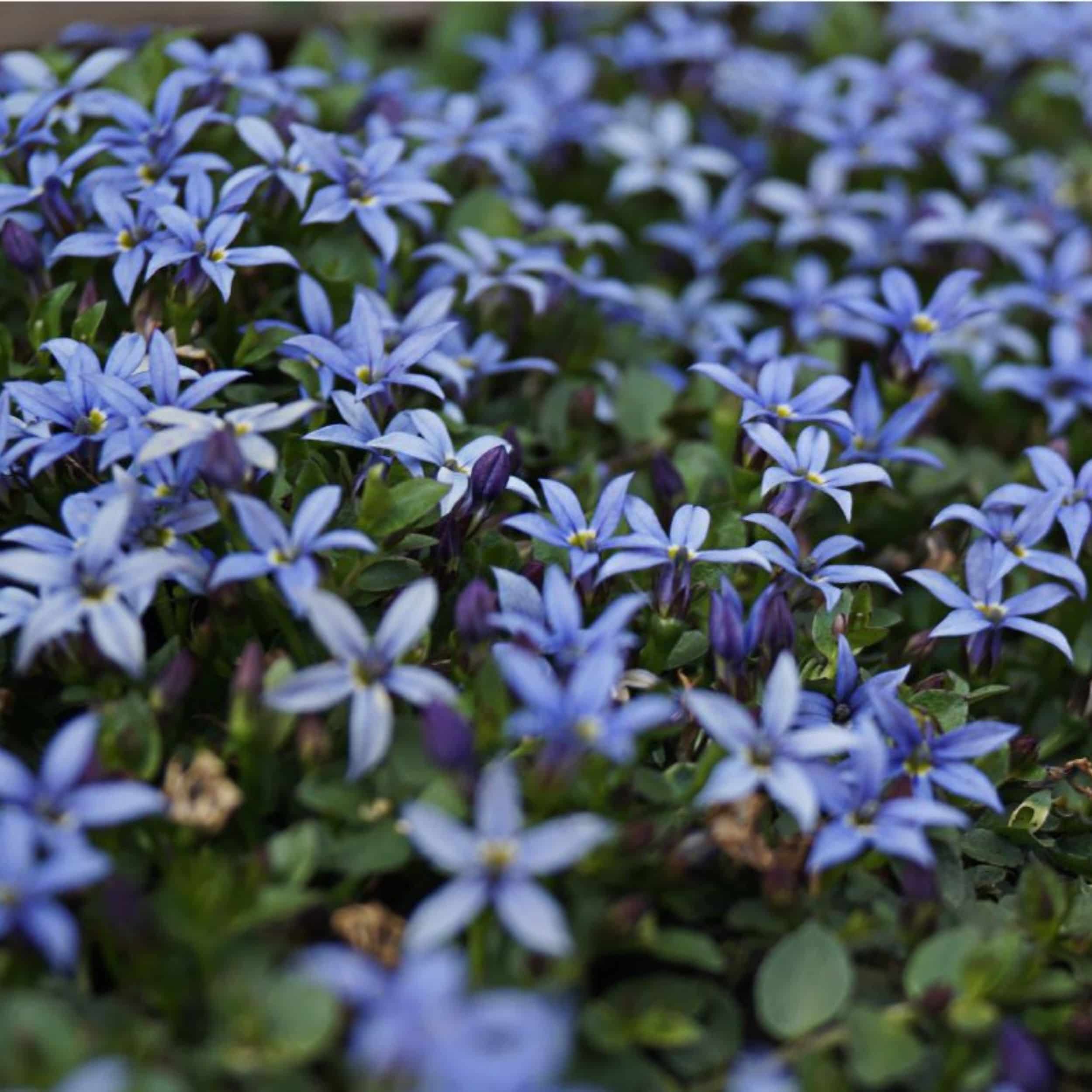 Isotoma fluviatilis 'Country Park' - Blauer Bubikopf