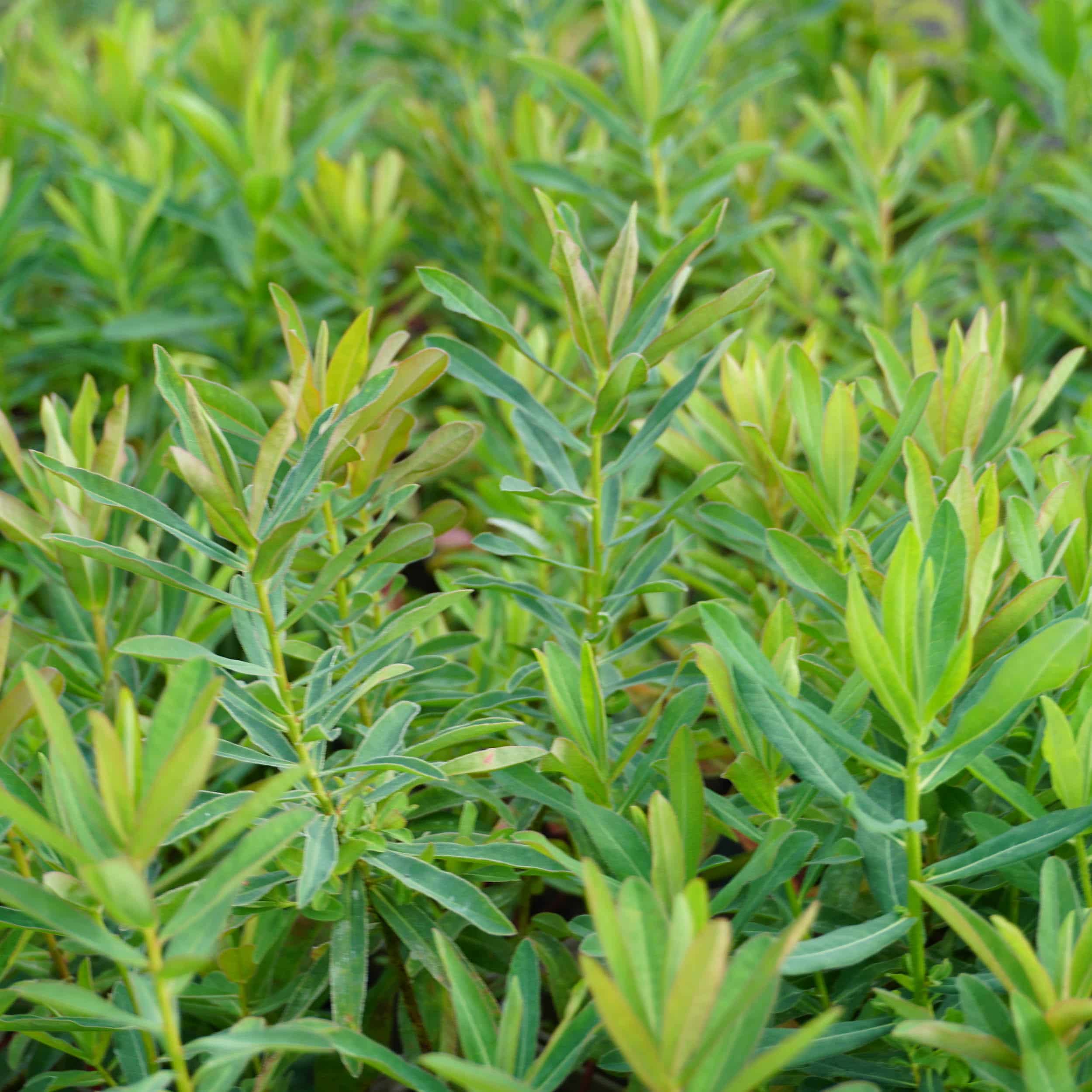 Euphorbia polychroma - Gold-Wolfsmilch