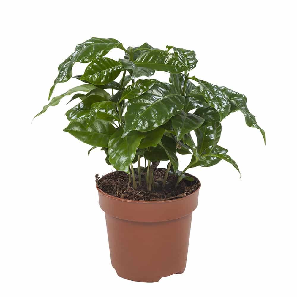 4er-Set Coffea arabica - Kaffeepflanze