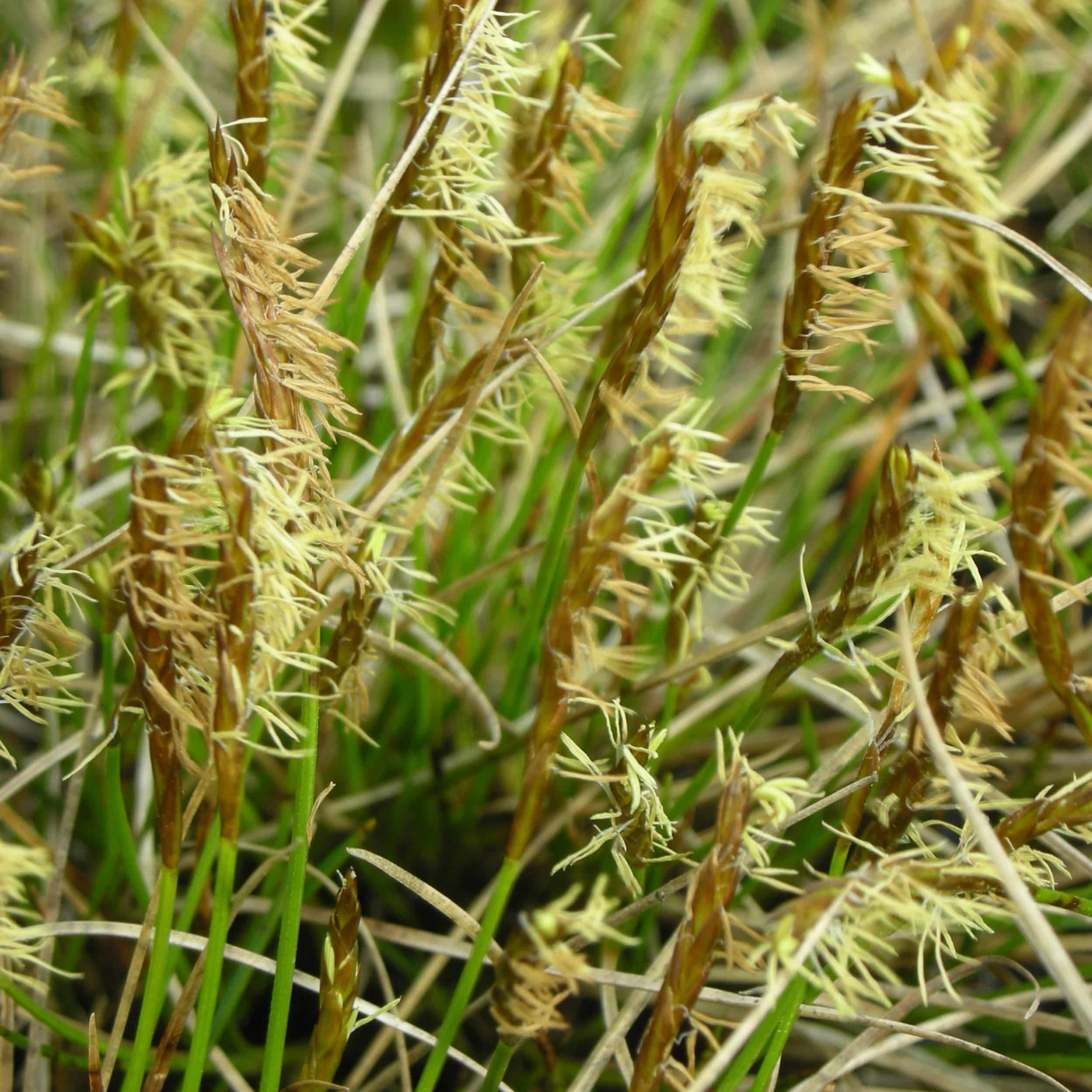 Carex davalliana - Rau-Segge