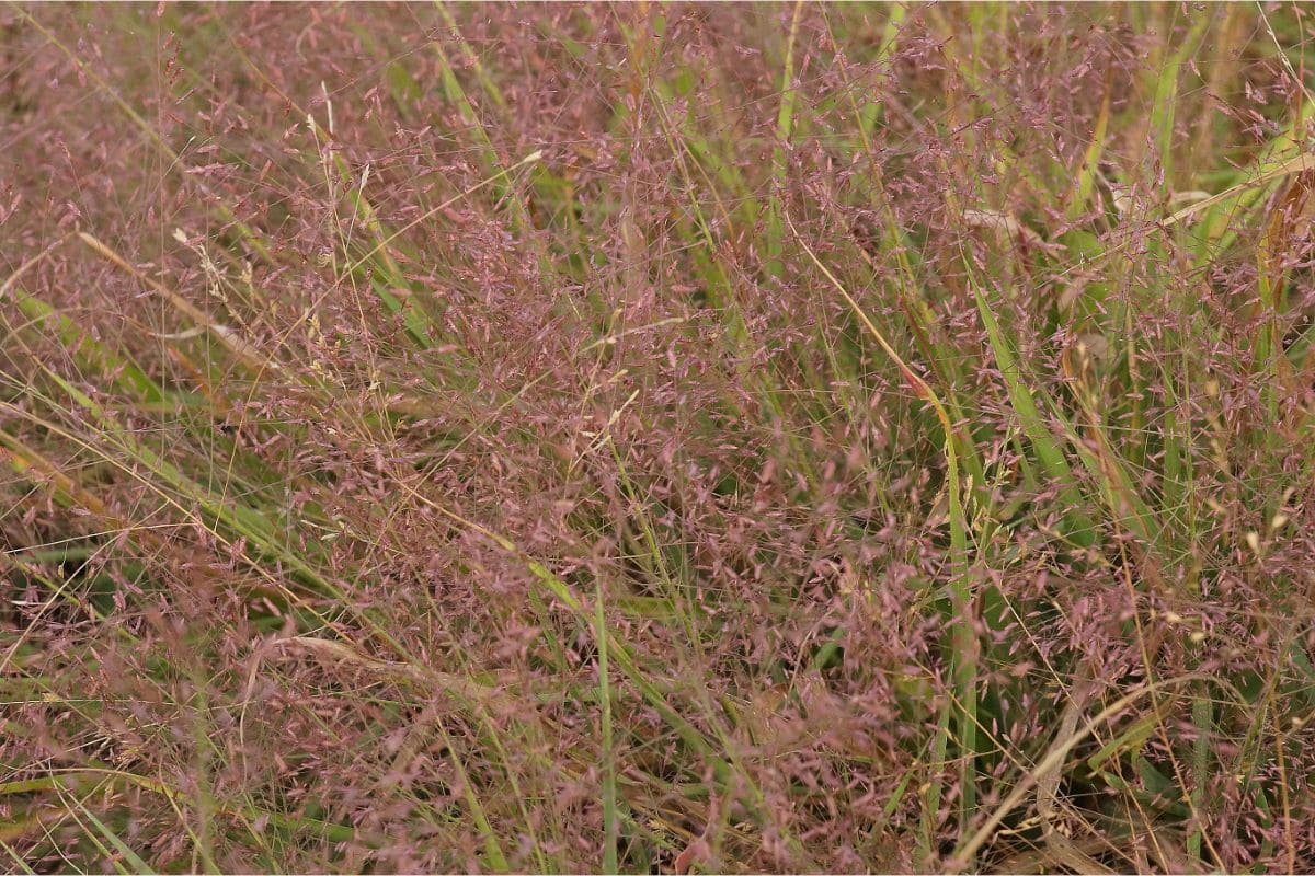 Eragrostis spectabilis 'Purpurflirren'  - Purpur-Liebesgras