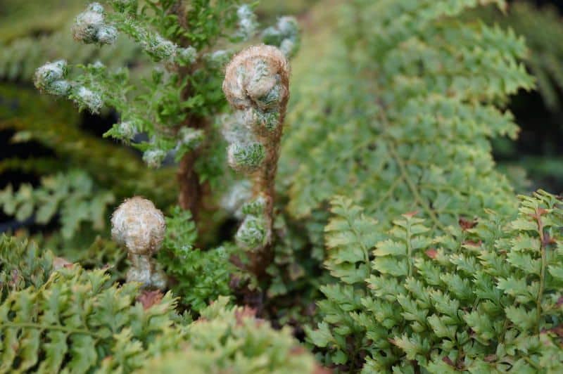 Polystichum setiferum 'Plumosum Densum' (veg.) - Filigranfarn