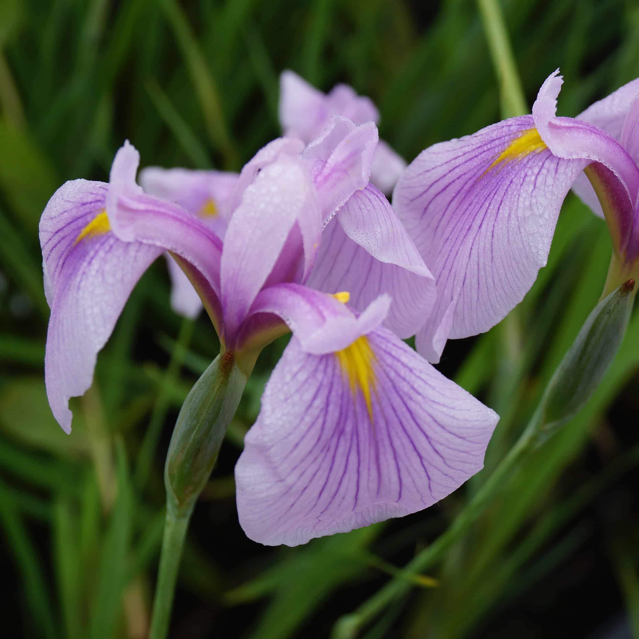Iris ensata ROSA - Japan-Schwertlilie