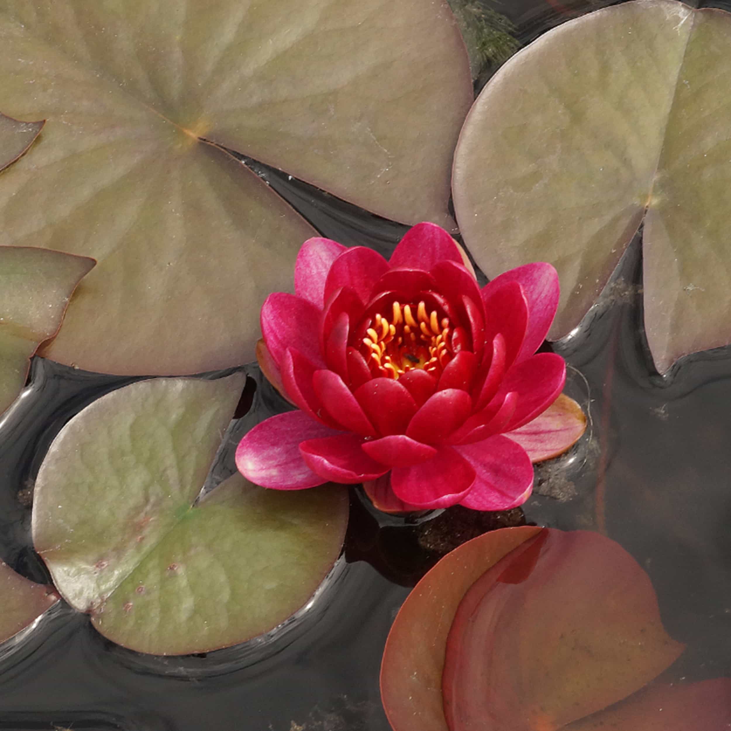 Nymphaea Hybride 'Perry's Baby Red' - Seerose