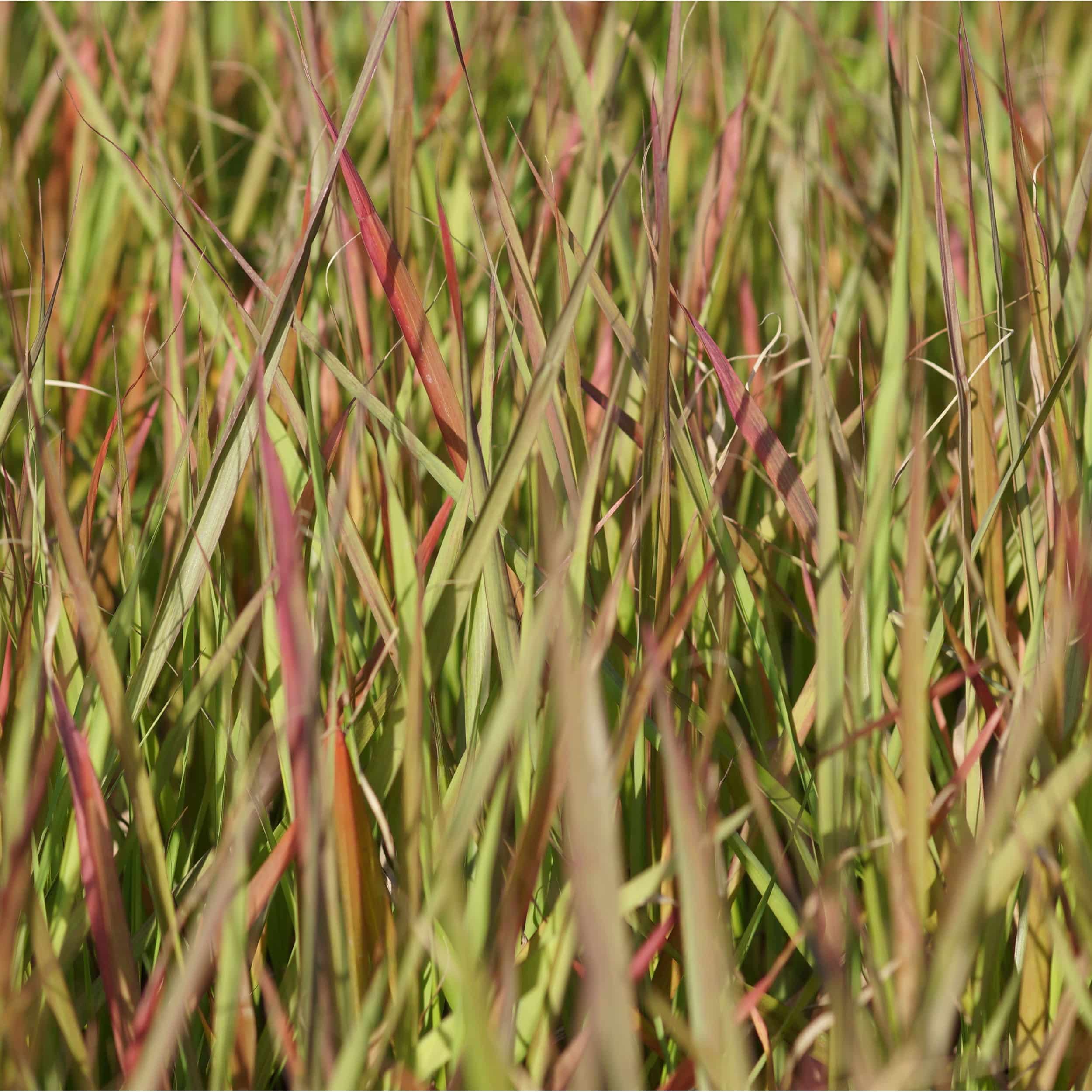 Eragrostis spectabilis - Purpur-Liebesgras