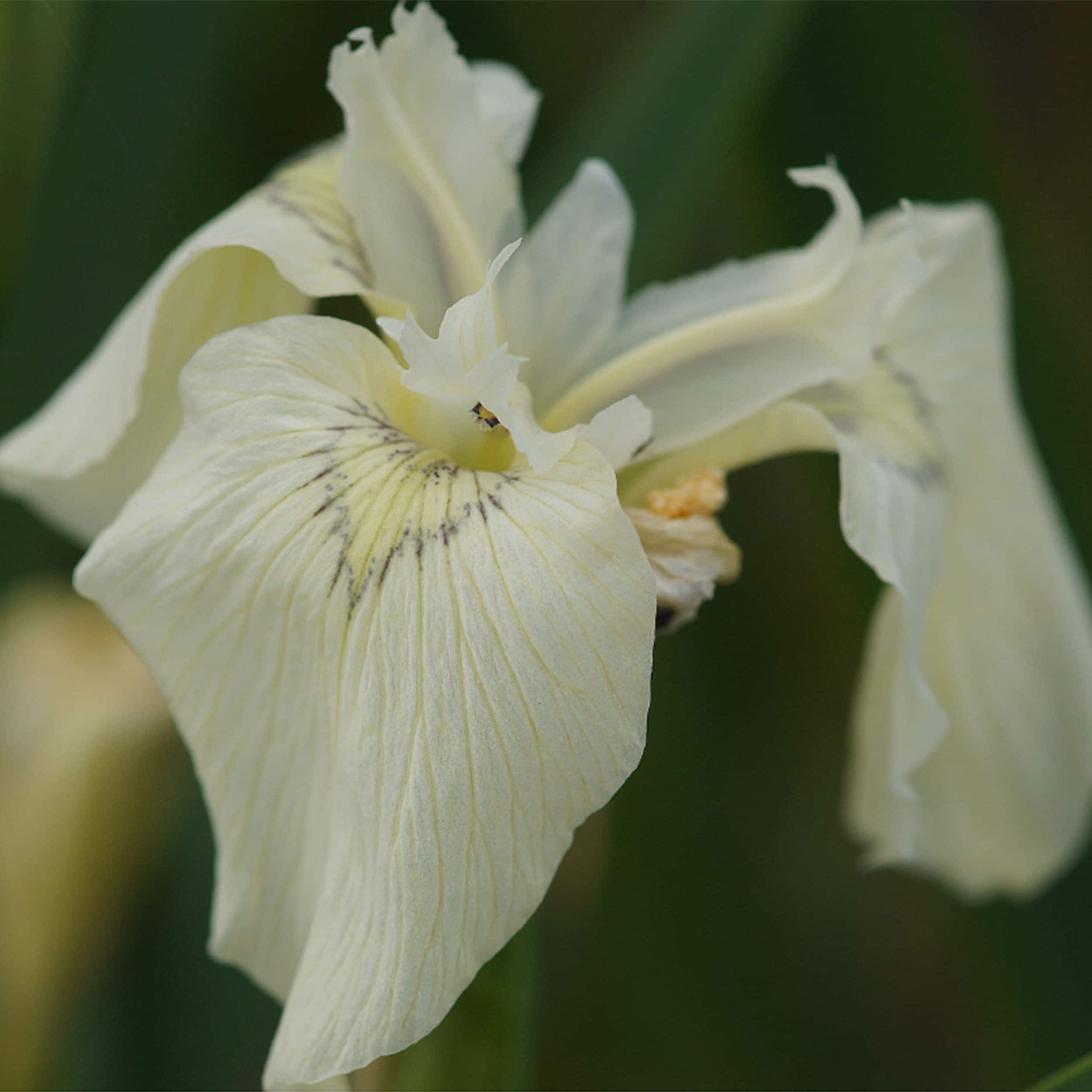 Iris pseudacorus 'Creme de la Creme' - Sumpfschwertlilie